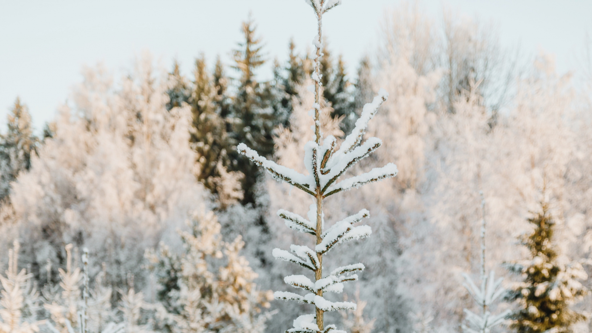 Christmas Day, Columbian Spruce, Balsam Fir, Tree, Arizona Cypress. Wallpaper in 1920x1080 Resolution