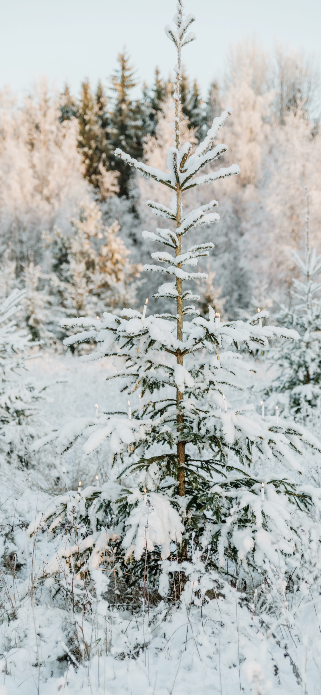 Le Jour De Noël, Colombien de L'épinette, Le Sapin Baumier, Pin Blanc, Épinette du Colorado. Wallpaper in 1125x2436 Resolution