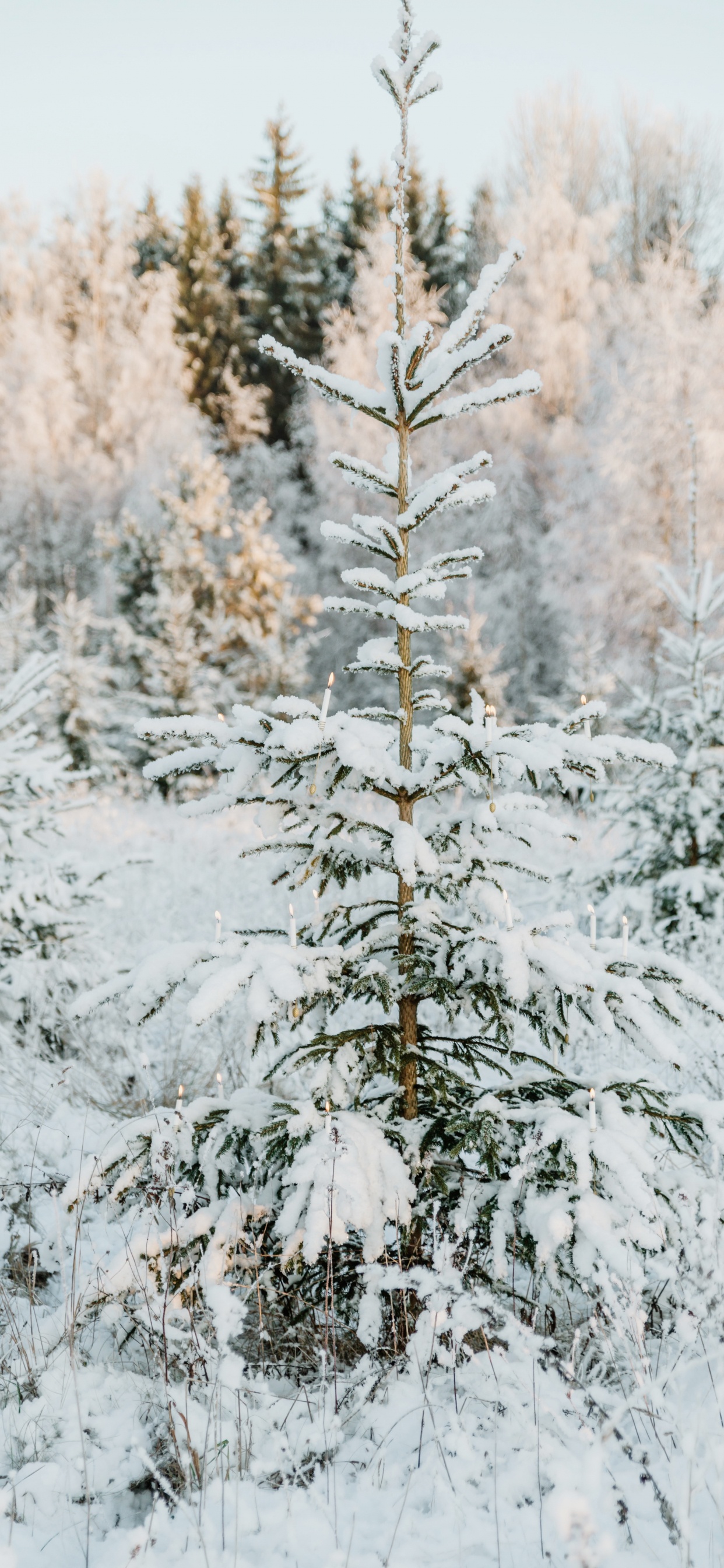 Le Jour De Noël, Colombien de L'épinette, Le Sapin Baumier, Pin Blanc, Épinette du Colorado. Wallpaper in 1242x2688 Resolution