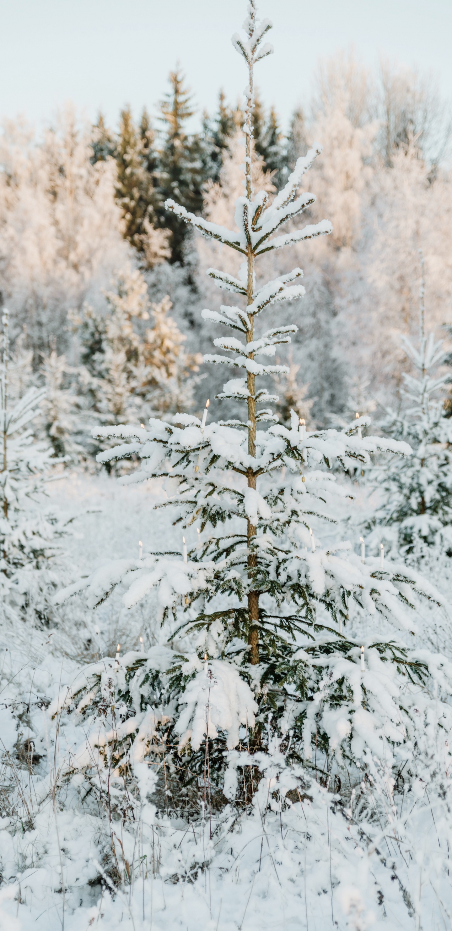 Le Jour De Noël, Colombien de L'épinette, Le Sapin Baumier, Pin Blanc, Épinette du Colorado. Wallpaper in 1440x2960 Resolution