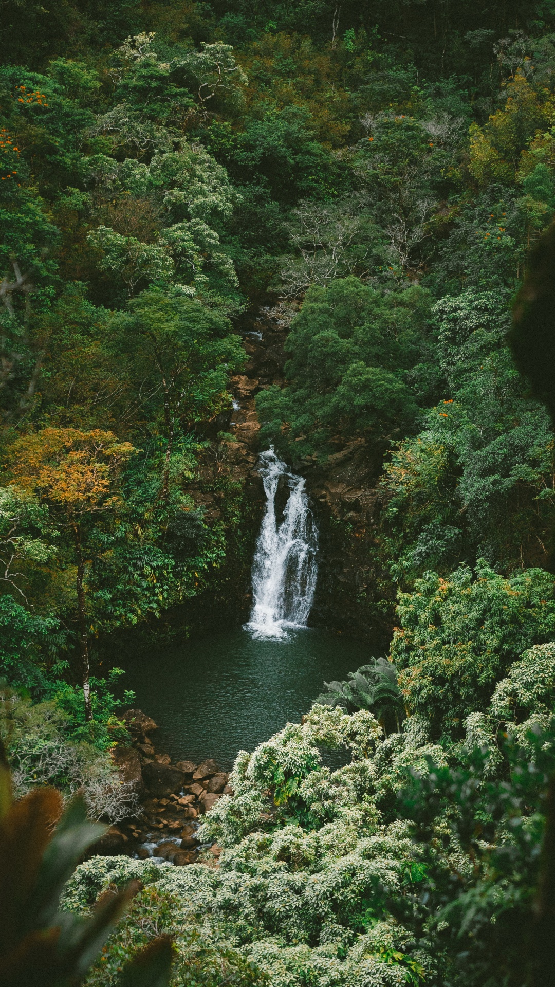 下载 1080x1920 壁纸 丛林, 性质, 水资源, 弹簧, 自然景观 丛林, 性质, 水资源, 弹簧, 自然景观 壁纸 1080x1920 允许