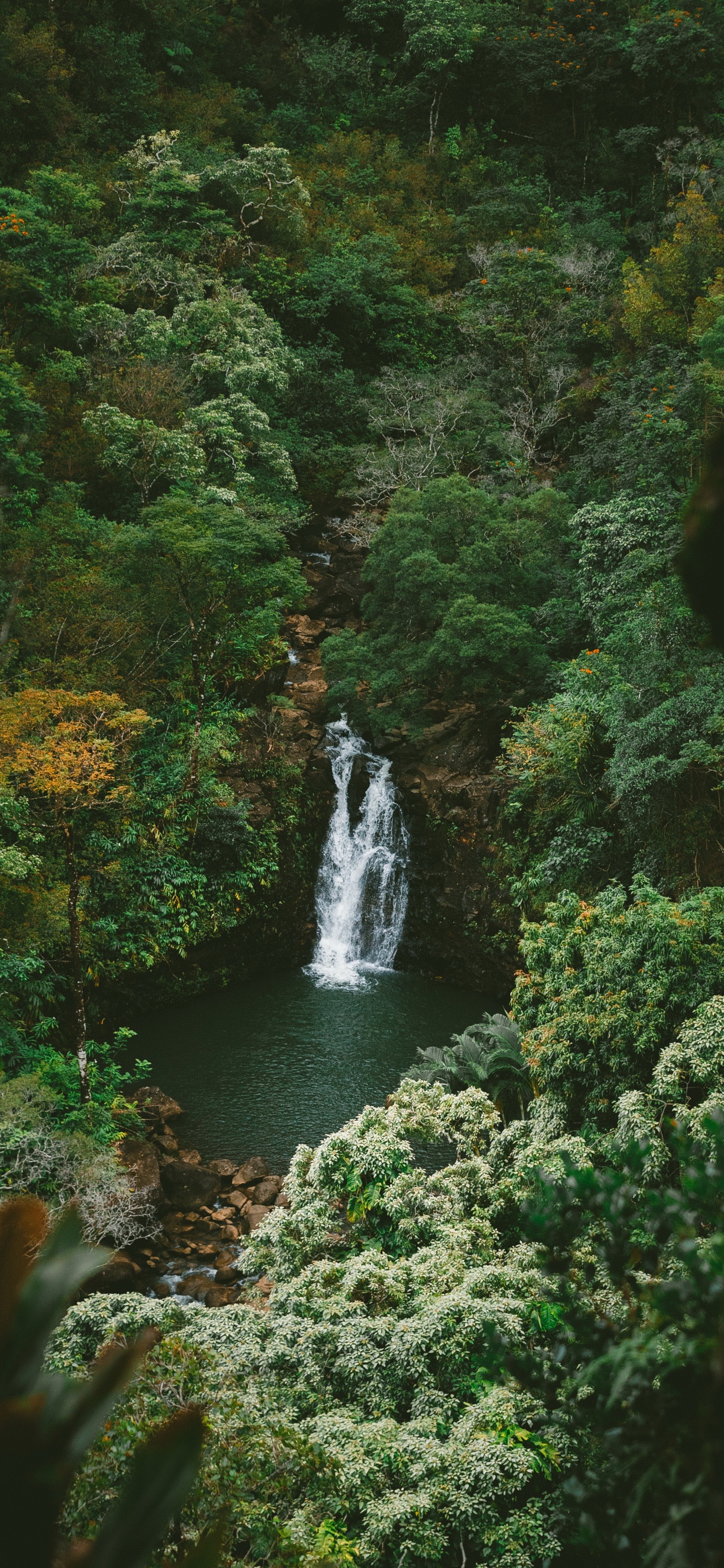 Rainforest, Jungle, Nature, Water, Water Resources. Wallpaper in 1242x2688 Resolution