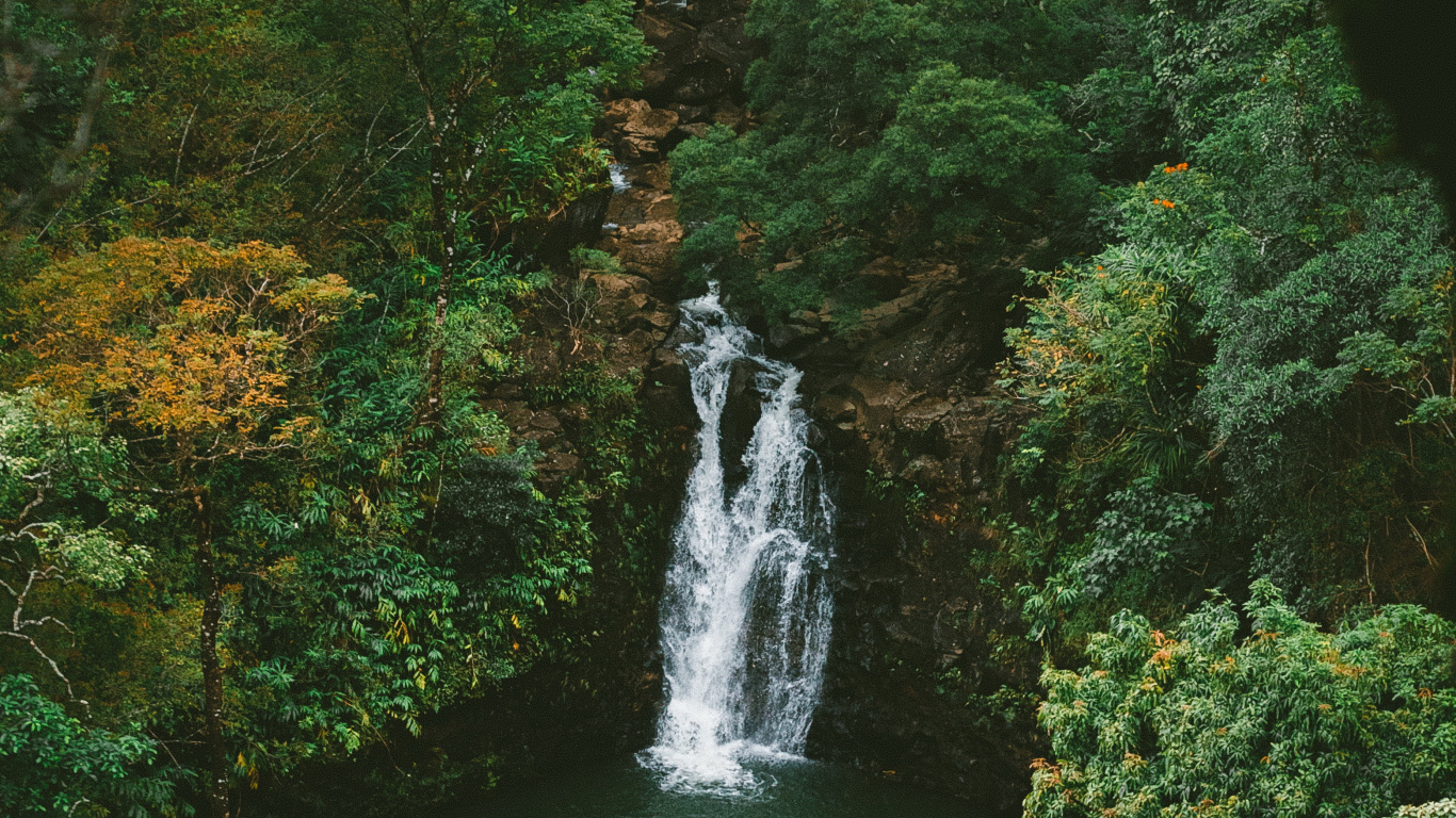 Rainforest, Jungle, Nature, Water, Water Resources. Wallpaper in 1366x768 Resolution