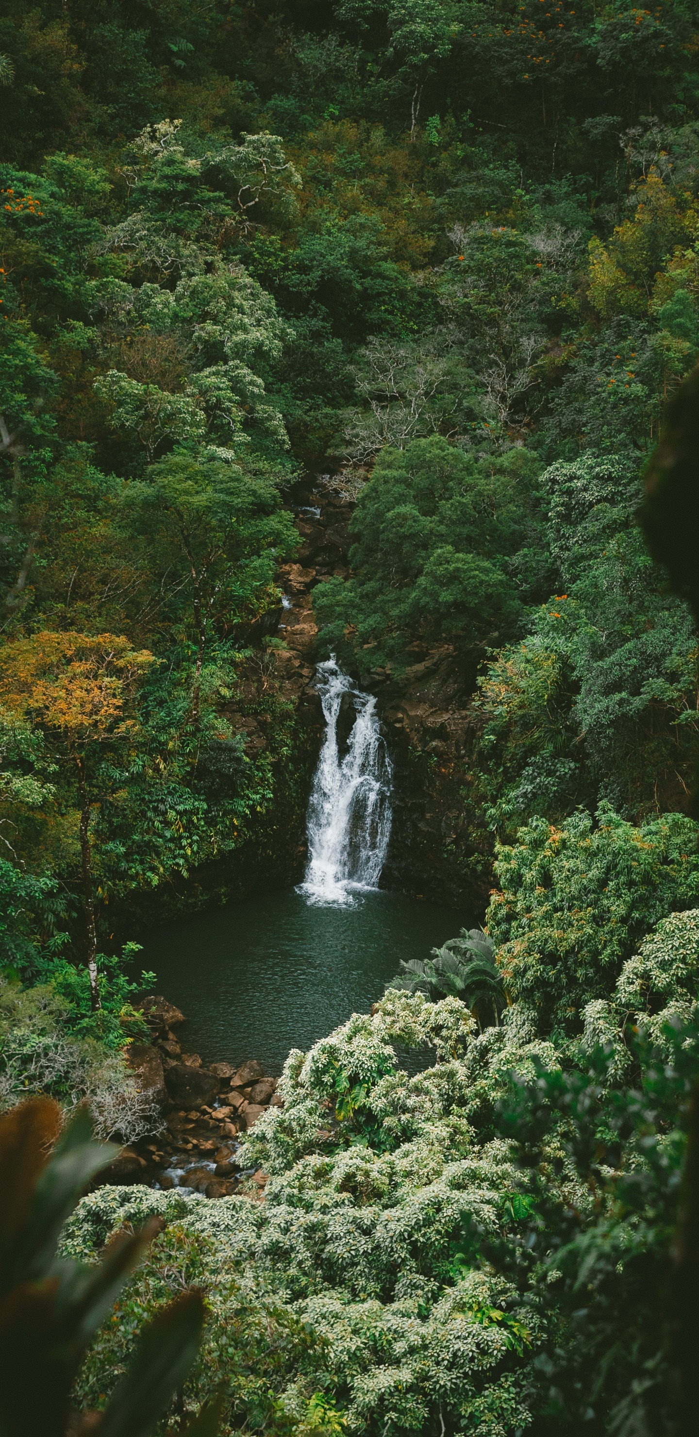 Rainforest, Jungle, Nature, Water, Water Resources. Wallpaper in 1440x2960 Resolution