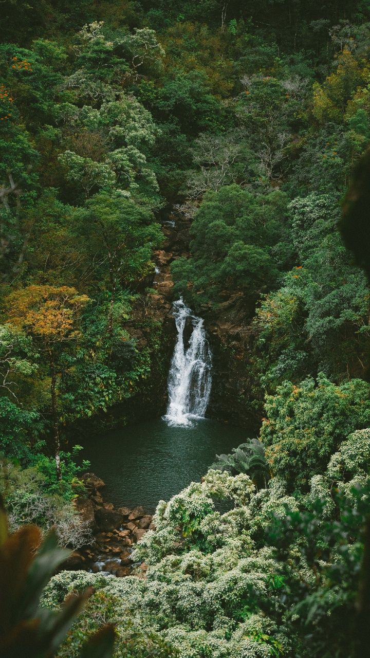 Rainforest, Jungle, Nature, Water, Water Resources. Wallpaper in 720x1280 Resolution