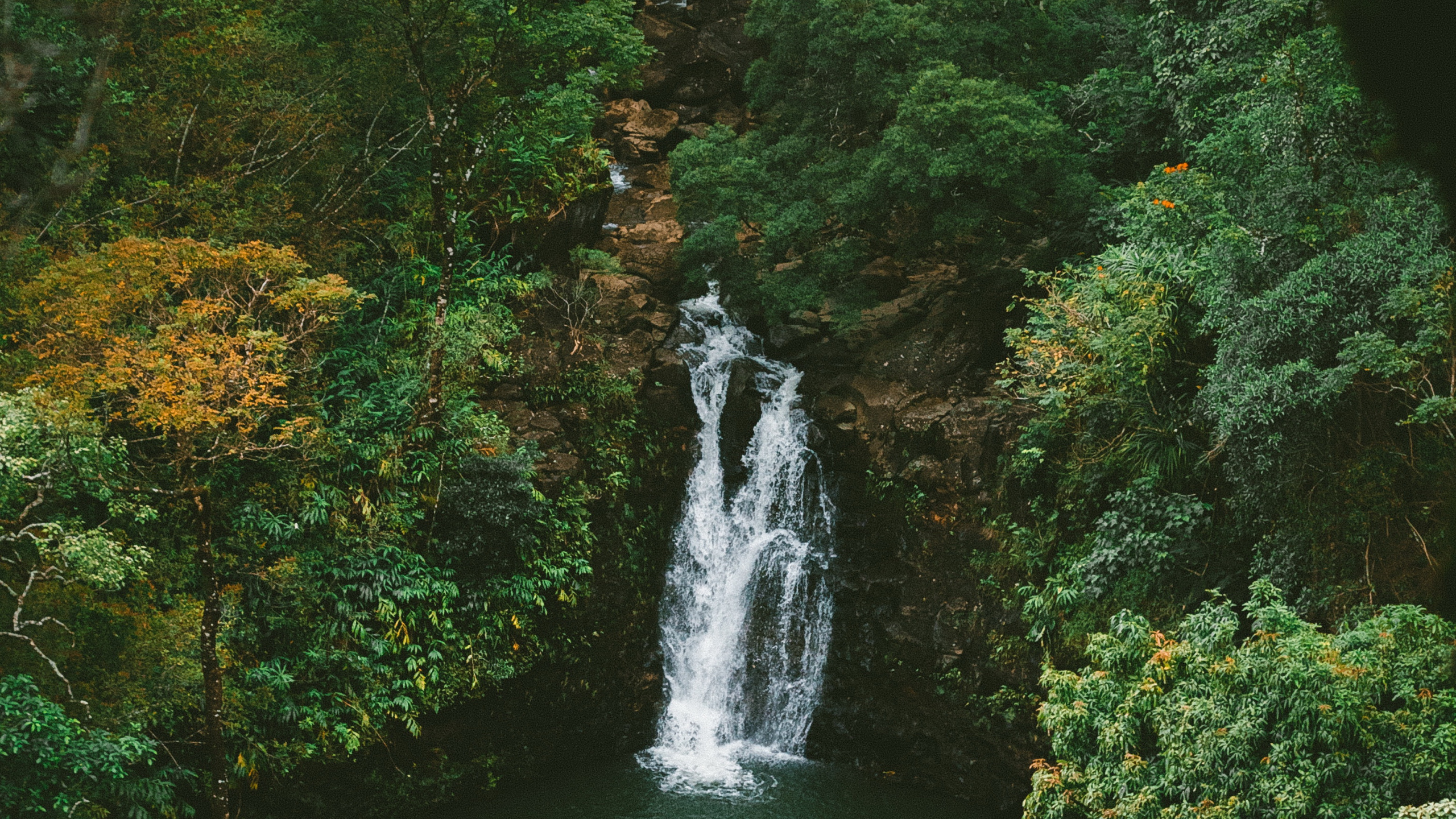 Selva, Naturaleza, Agua, Los Recursos de Agua, Cascada. Wallpaper in 2560x1440 Resolution