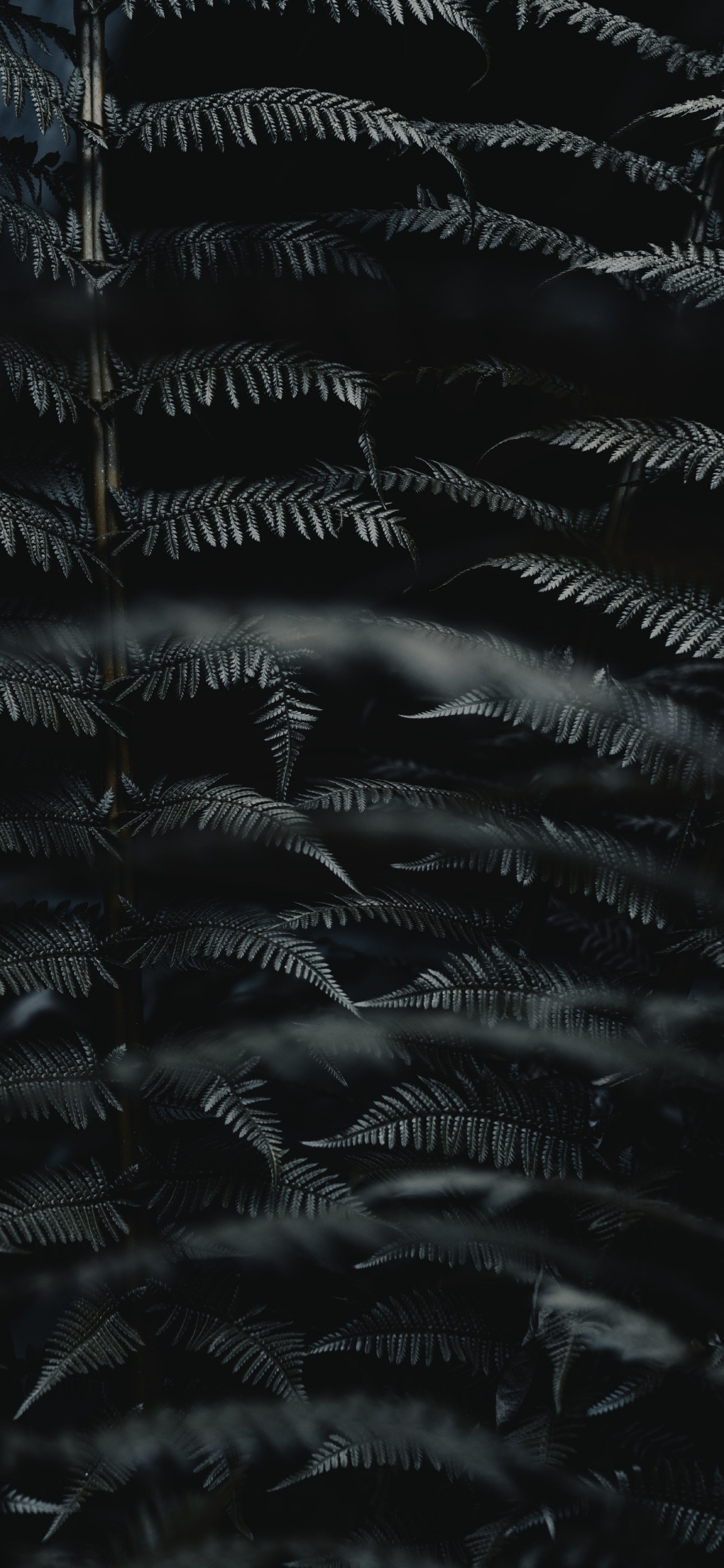 Blatt, Schwarz, Monochrom, Schwarz Und Weiß, Farn. Wallpaper in 1125x2436 Resolution