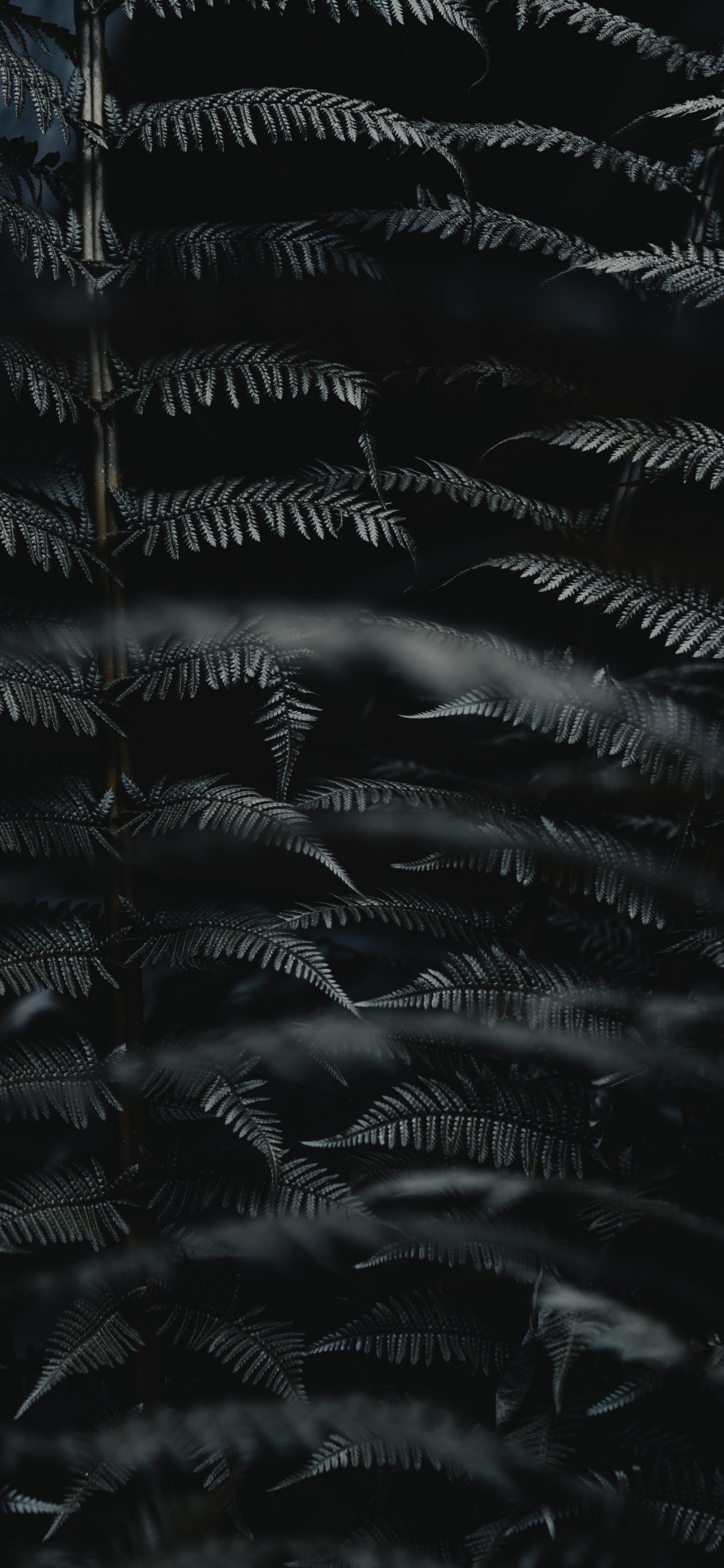 Blatt, Schwarz, Monochrom, Schwarz Und Weiß, Farn. Wallpaper in 1242x2688 Resolution