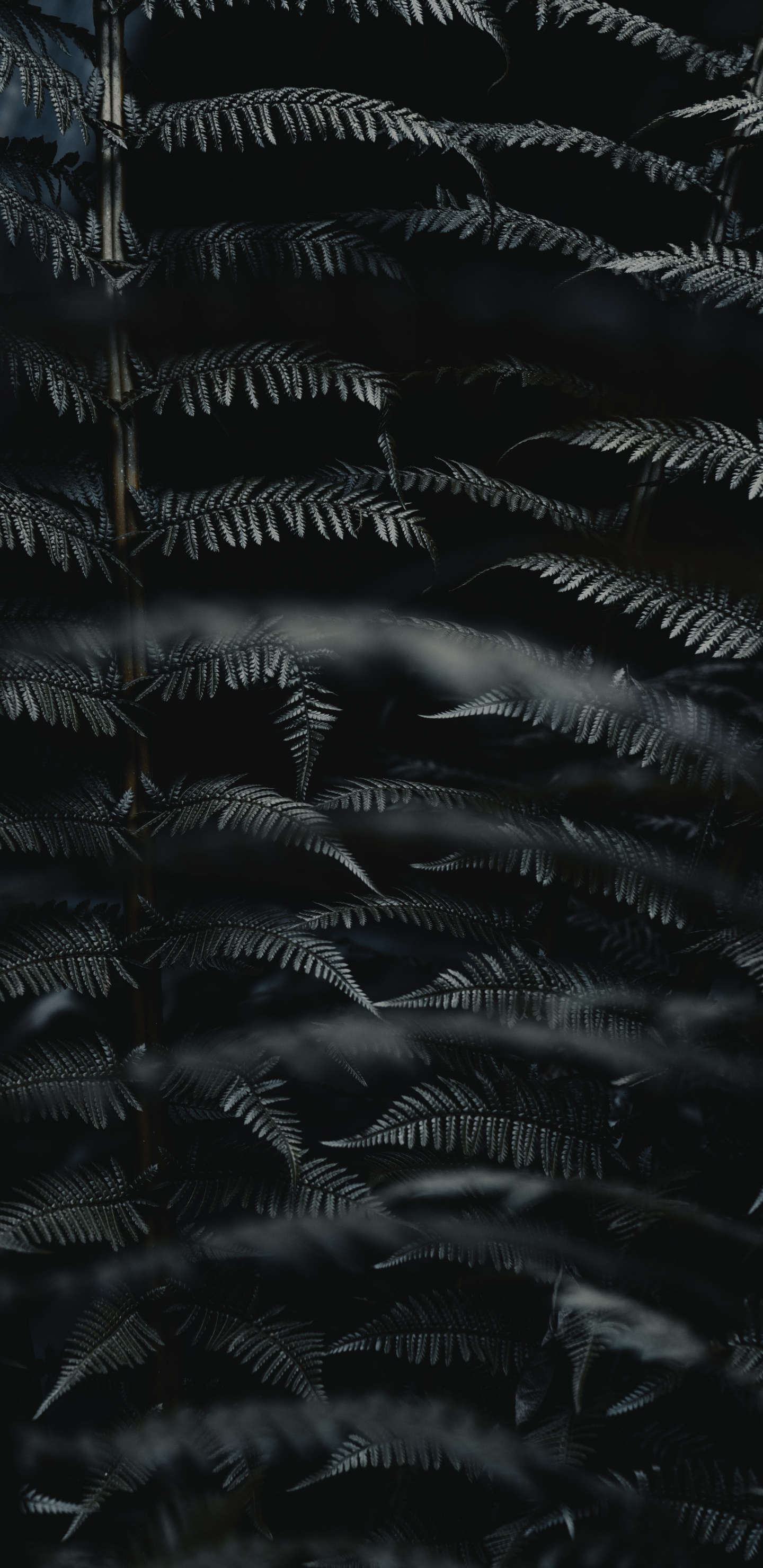 Feuille, Noir, Obscurité, Monochrome, Noir et Blanc. Wallpaper in 1440x2960 Resolution