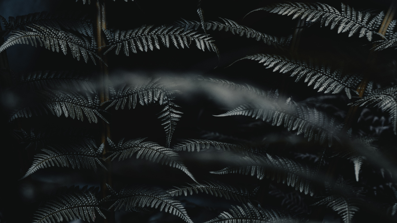 Leaf, Black, Darkness, Monochrome, Black and White. Wallpaper in 1280x720 Resolution