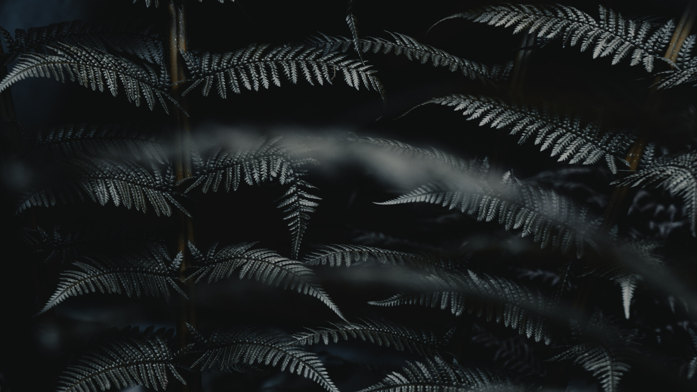 Leaf, Black, Darkness, Monochrome, Black and White. Wallpaper in 1366x768 Resolution