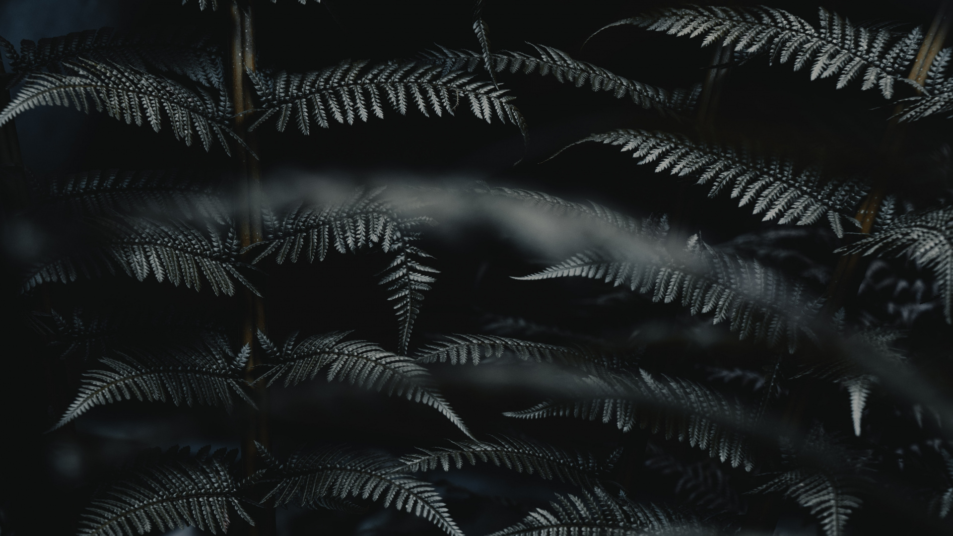 Leaf, Black, Darkness, Monochrome, Black and White. Wallpaper in 1920x1080 Resolution