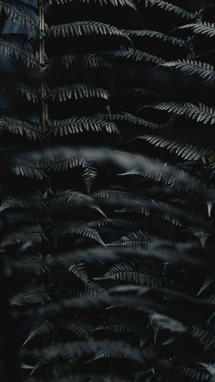 Leaf, Black, Darkness, Monochrome, Black and White. Wallpaper in 720x1280 Resolution