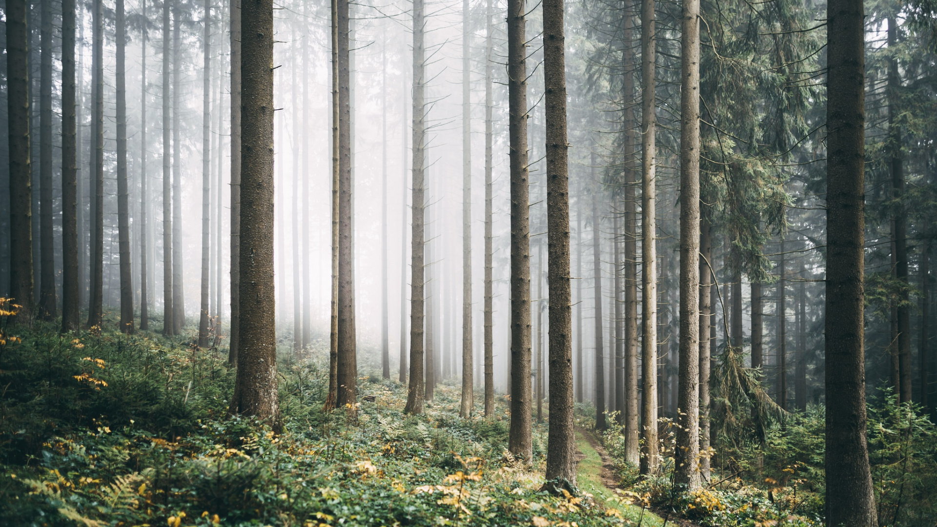 Green Grass and Trees in Forest During Daytime. Wallpaper in 1920x1080 Resolution