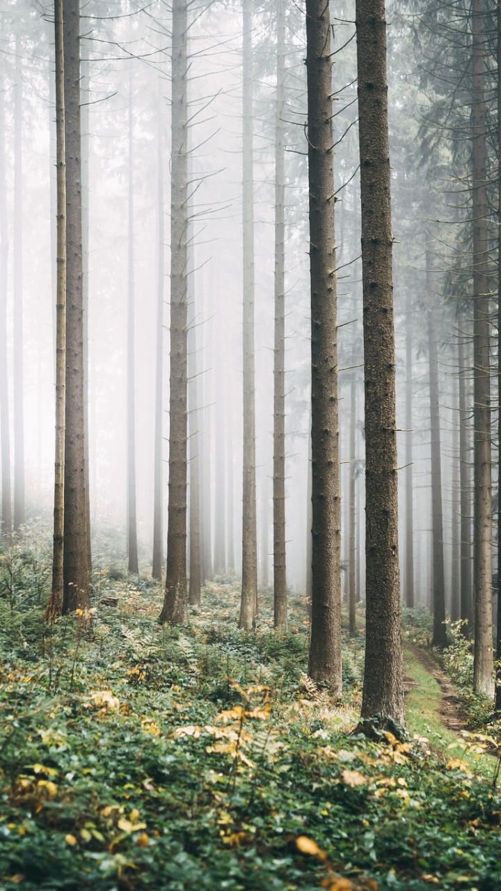 Green Grass and Trees in Forest During Daytime. Wallpaper in 720x1280 Resolution