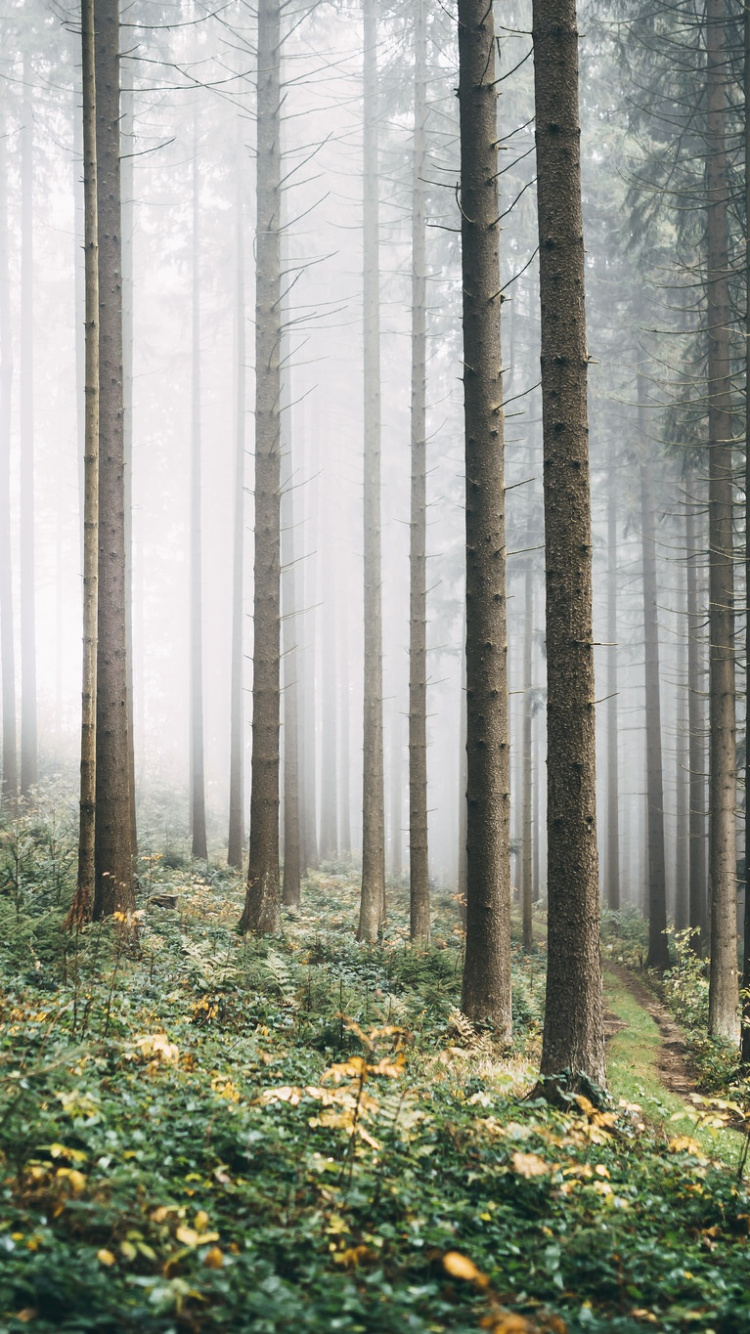 Green Grass and Trees in Forest During Daytime. Wallpaper in 750x1334 Resolution