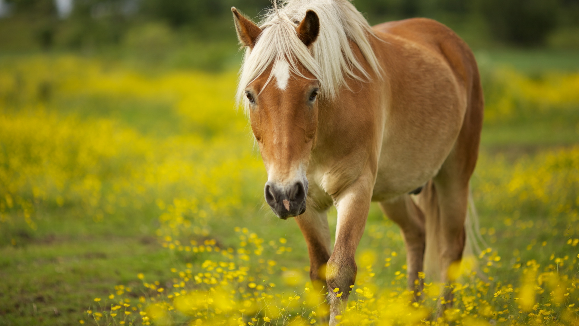 Brown Horse Eating Yellow Flowers. Wallpaper in 1920x1080 Resolution