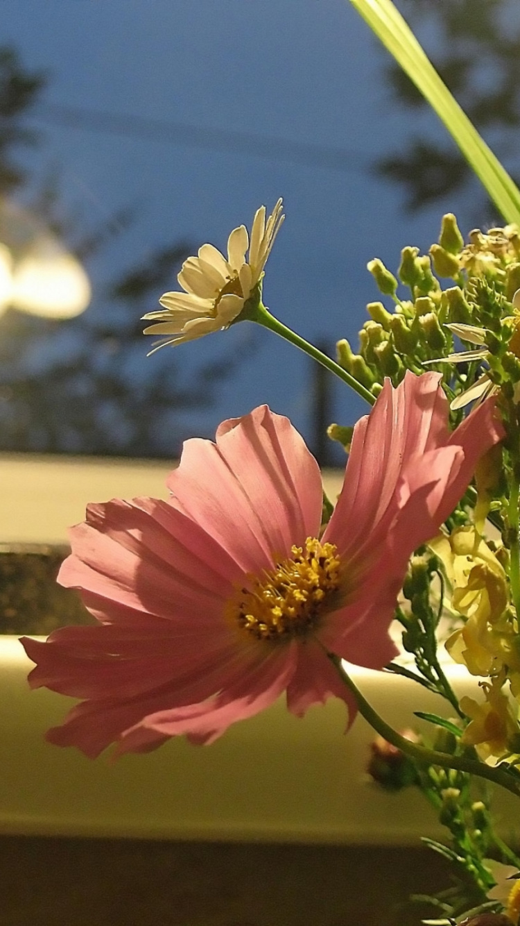 Rosa Blume in Tilt-Shift-Linse. Wallpaper in 750x1334 Resolution