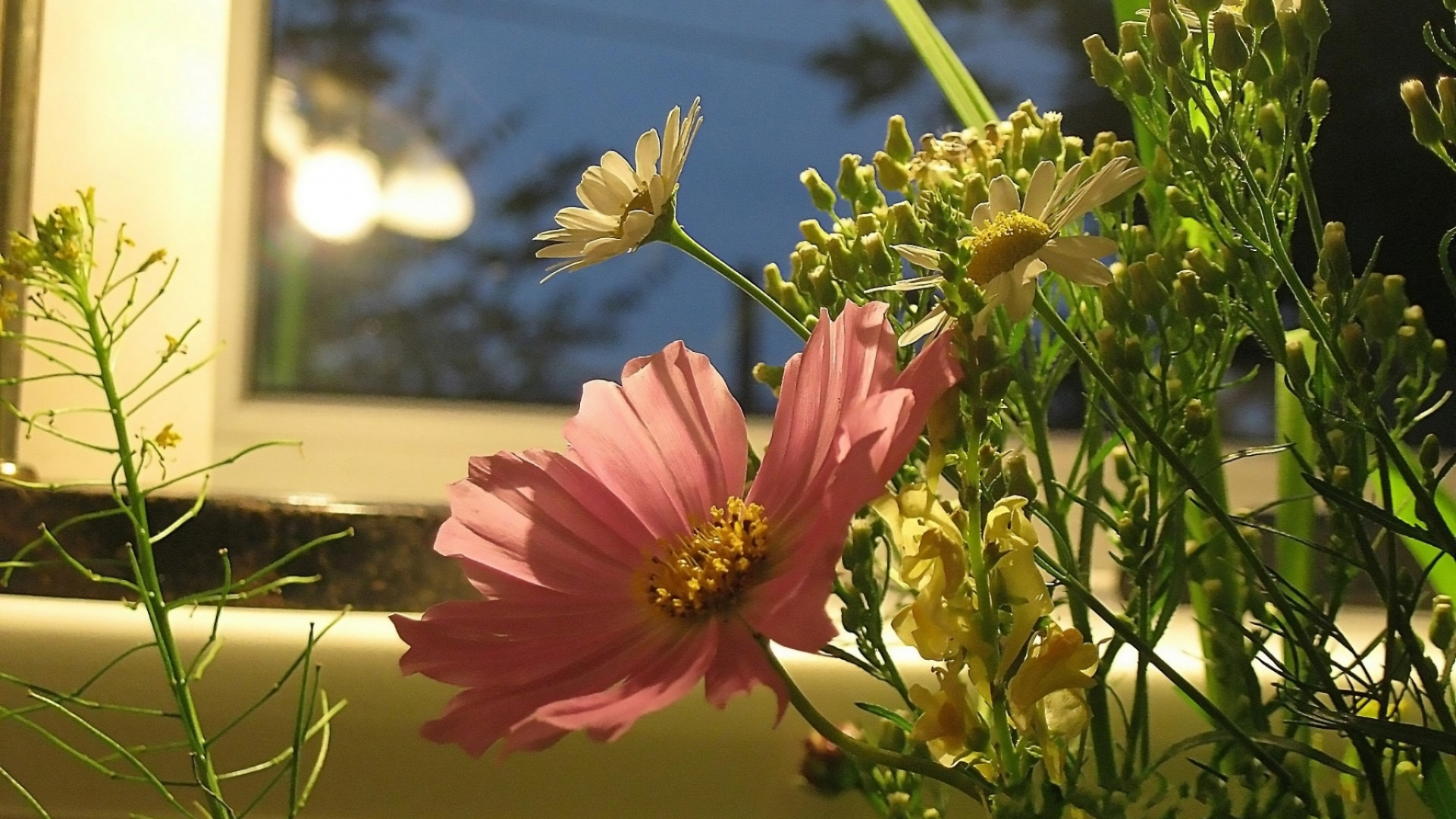 Pink Flower in Tilt Shift Lens. Wallpaper in 1920x1080 Resolution