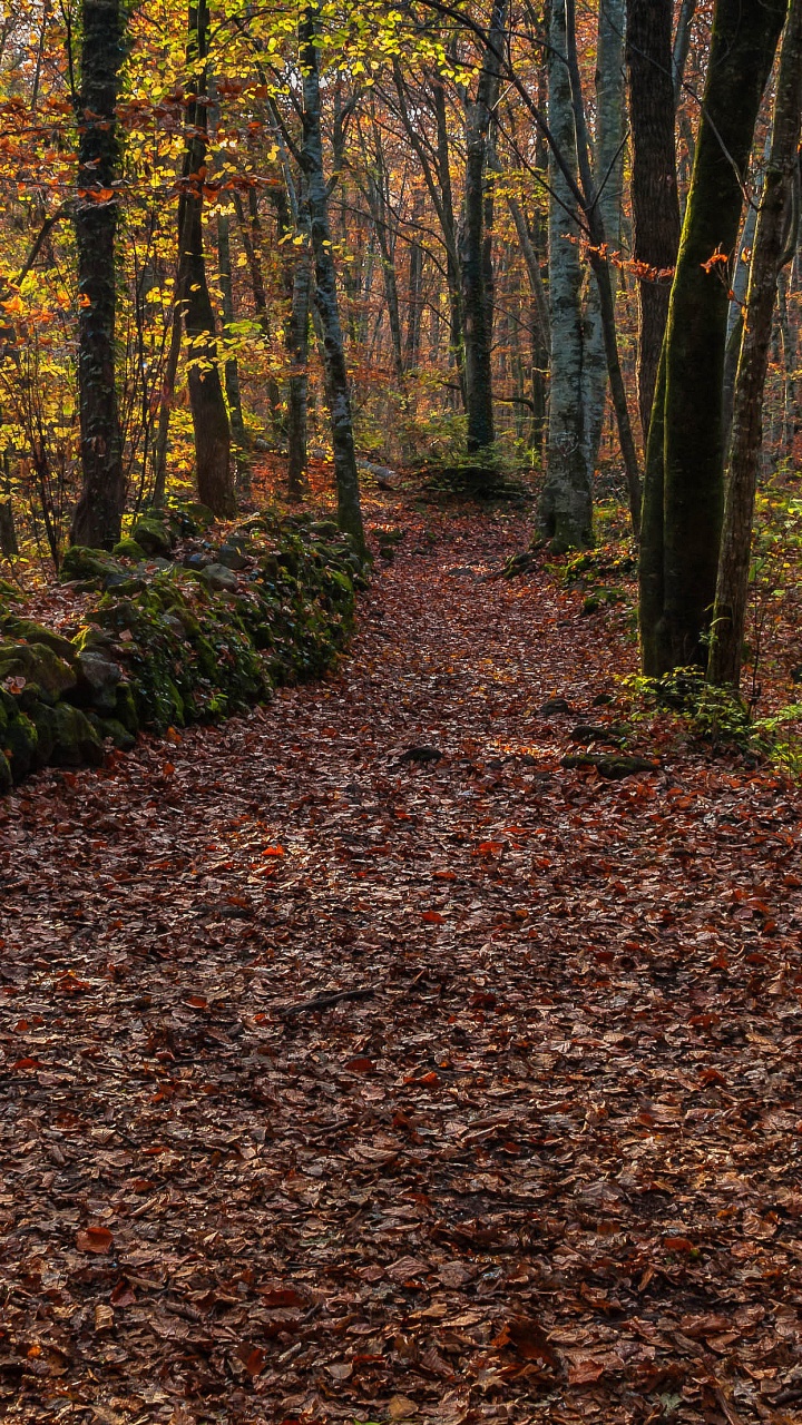 Brown Dried Leaves on Ground. Wallpaper in 720x1280 Resolution