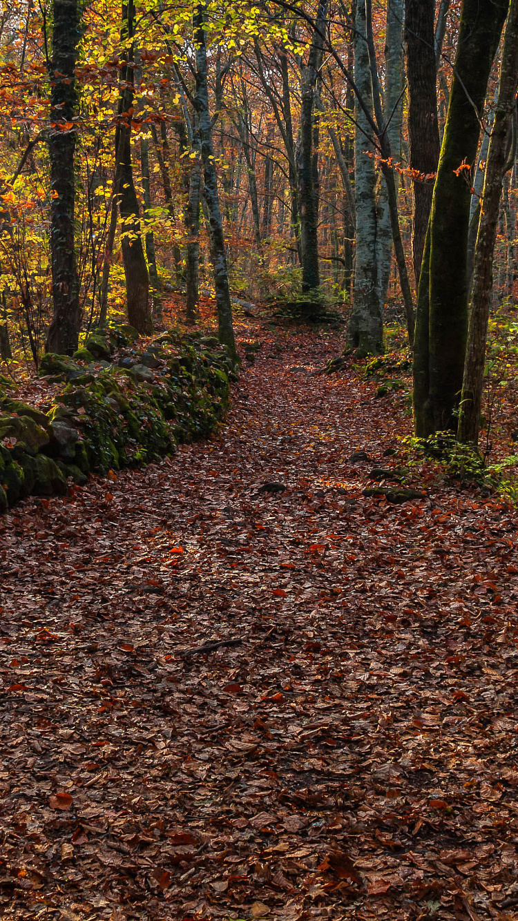Brown Dried Leaves on Ground. Wallpaper in 750x1334 Resolution