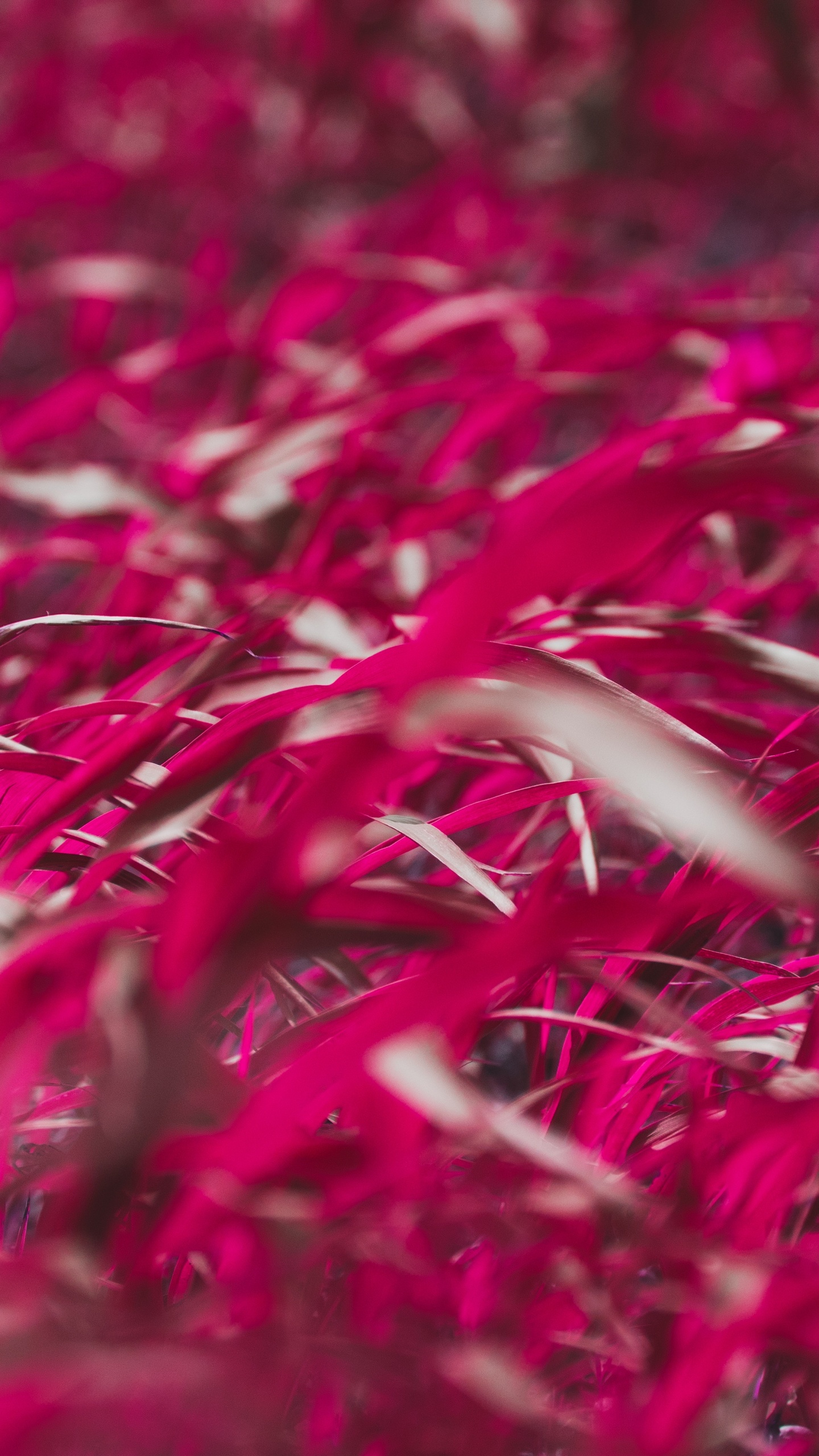 红色的, 粉红色, 草, 品红色, 多年生植物 壁纸 1440x2560 允许