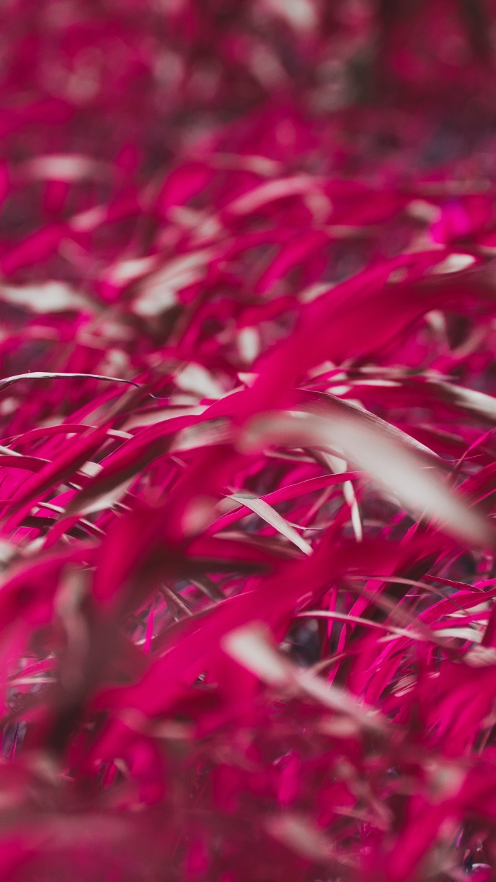 Rojo, Rosa, Magenta, Planta Perenne, Cayendo. Wallpaper in 720x1280 Resolution