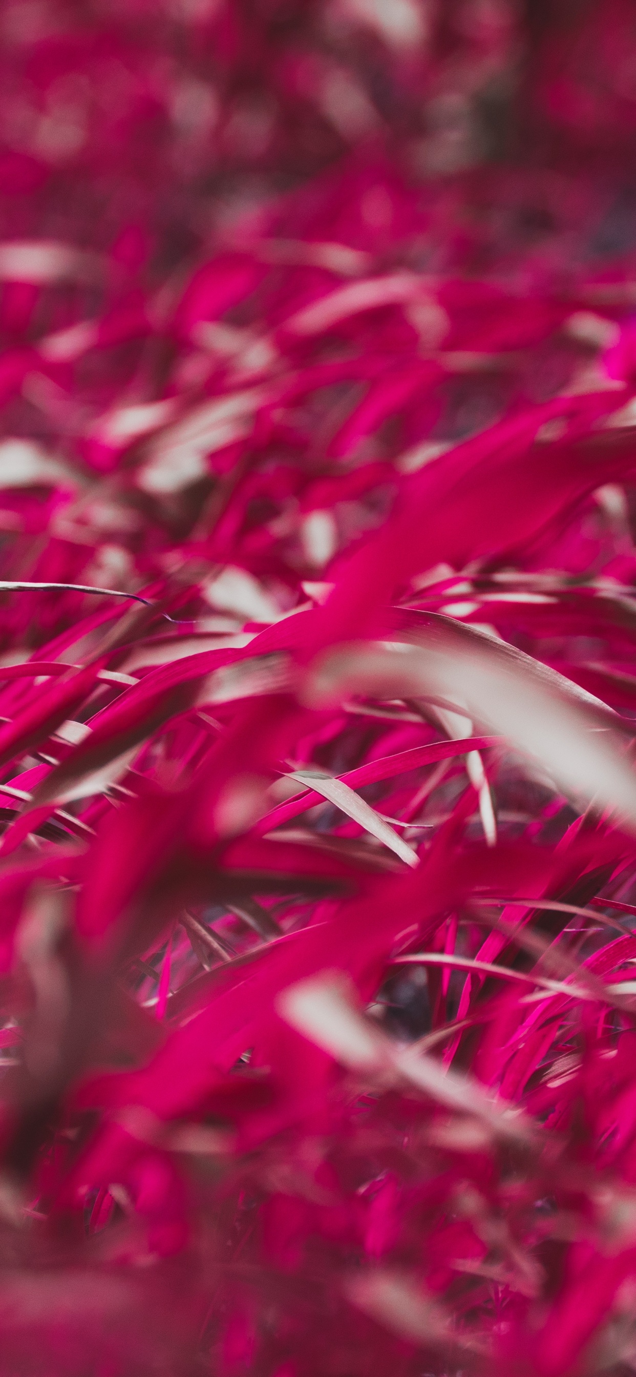 Red, Pink, Grass, Plant, Flower. Wallpaper in 1242x2688 Resolution