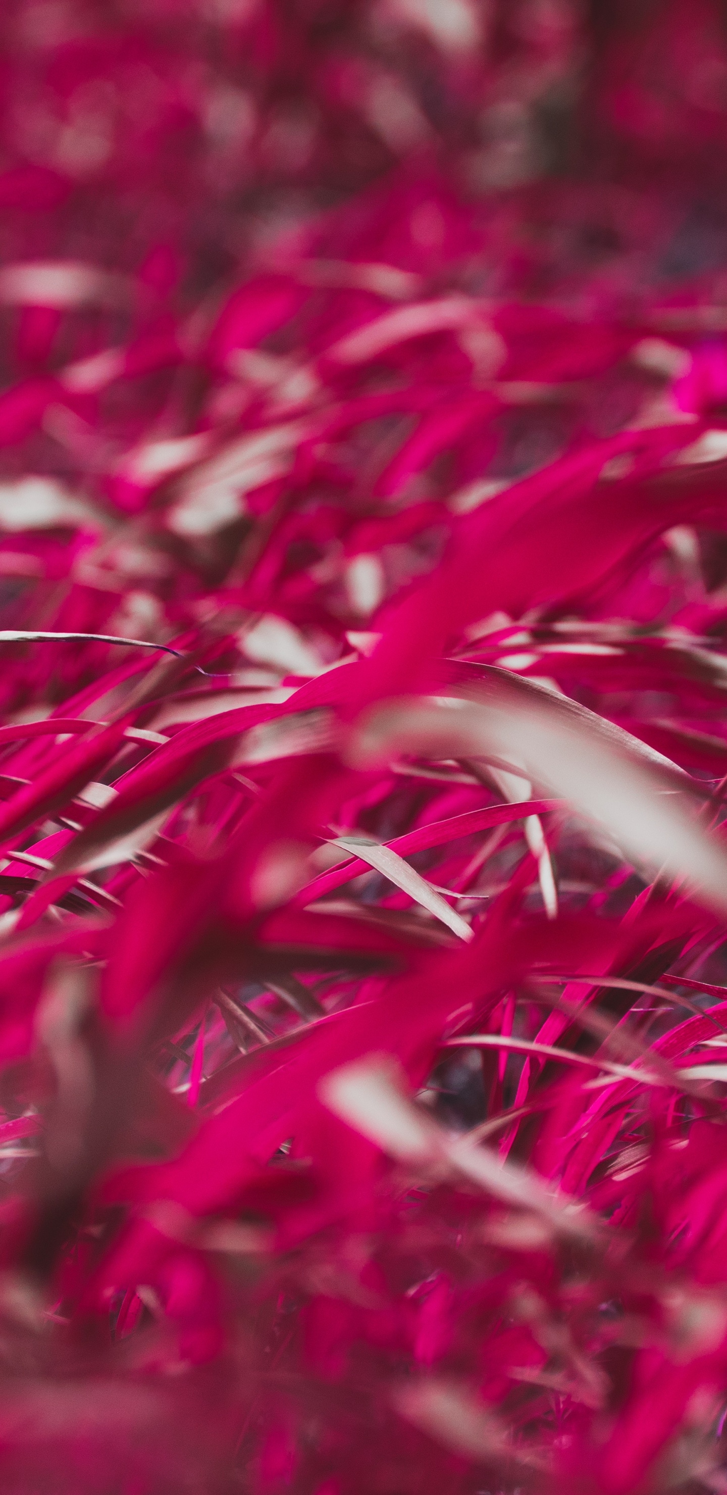 Red, Pink, Grass, Plant, Flower. Wallpaper in 1440x2960 Resolution