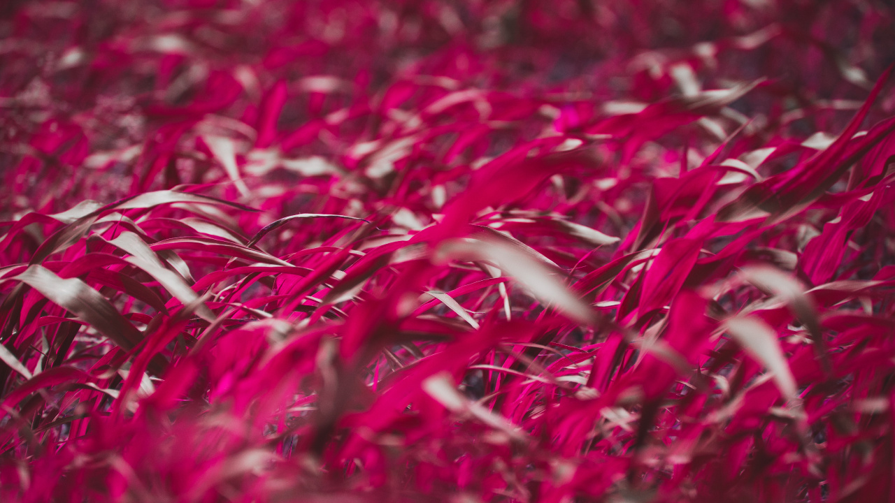 Red, Pink, Magenta, Plante Vivace, Tomber. Wallpaper in 1280x720 Resolution