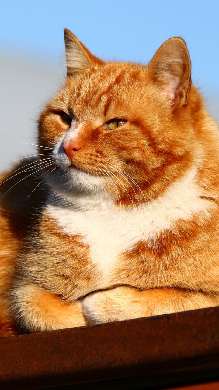 Gato Atigrado Naranja y Blanco Sobre Mesa de Madera Marrón. Wallpaper in 720x1280 Resolution
