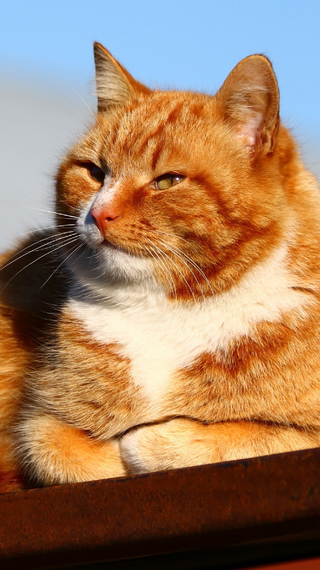 Orange and White Tabby Cat on Brown Wooden Table. Wallpaper in 1080x1920 Resolution