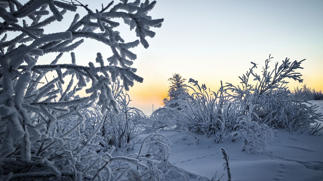 Snow Covered Plants During Sunset. Wallpaper in 1366x768 Resolution