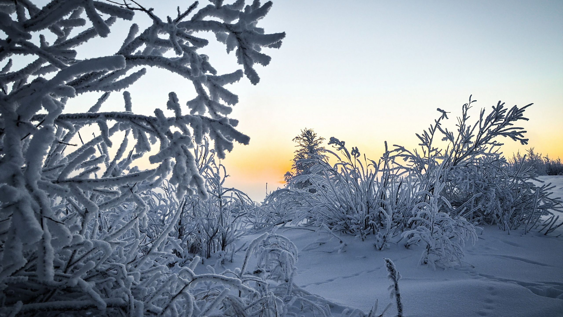 Schneebedeckte Pflanzen Bei Sonnenuntergang. Wallpaper in 1920x1080 Resolution