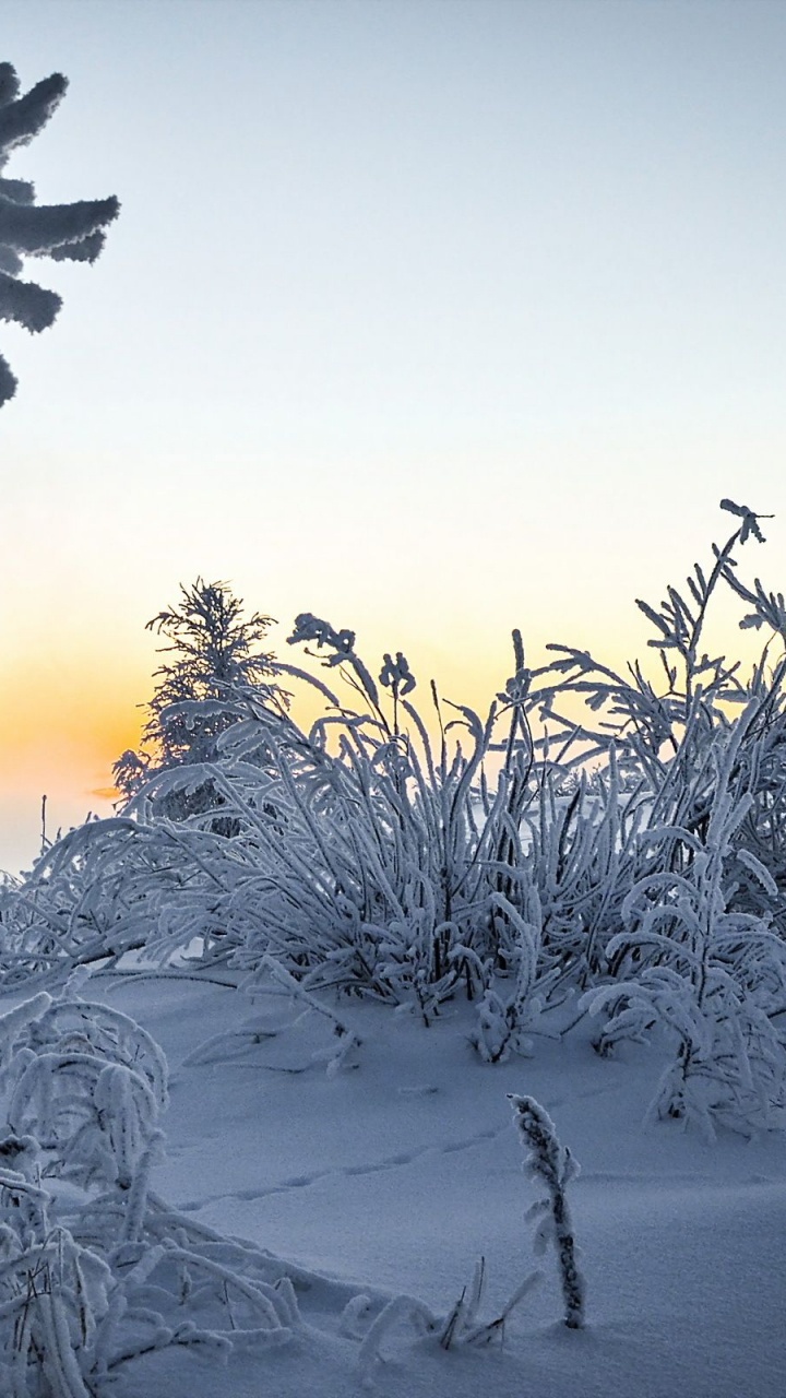 Plantas Cubiertas de Nieve Durante la Puesta de Sol. Wallpaper in 720x1280 Resolution