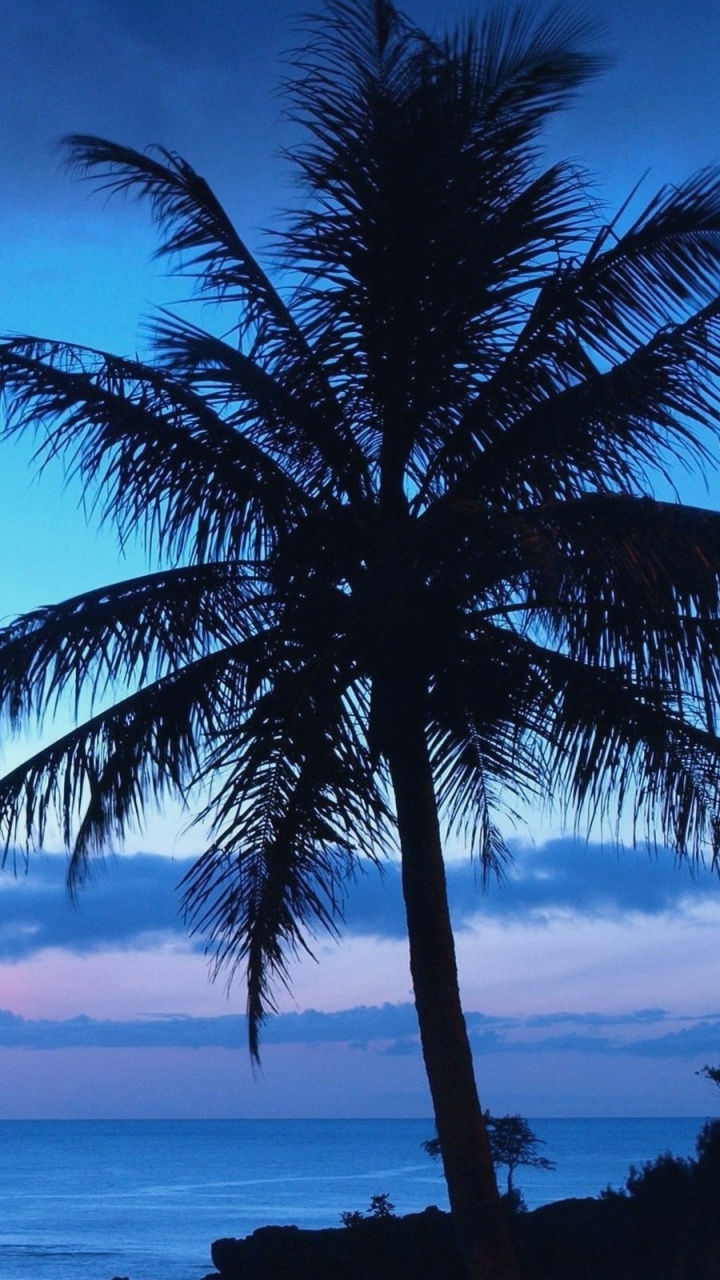 Palmera Cerca Del Cuerpo de Agua Durante la Puesta de Sol. Wallpaper in 720x1280 Resolution
