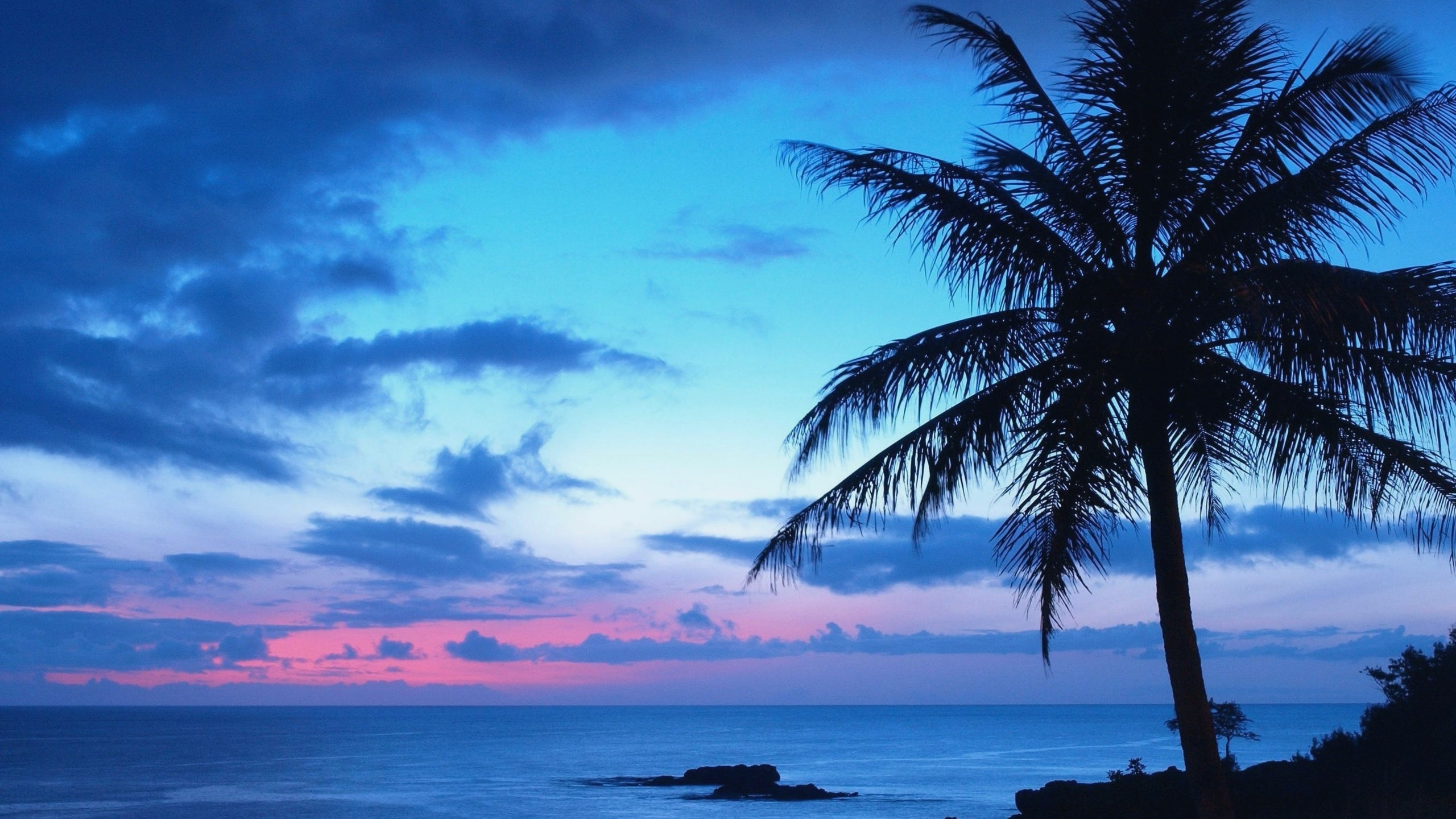 Palm Tree Near Body of Water During Sunset. Wallpaper in 2560x1440 Resolution