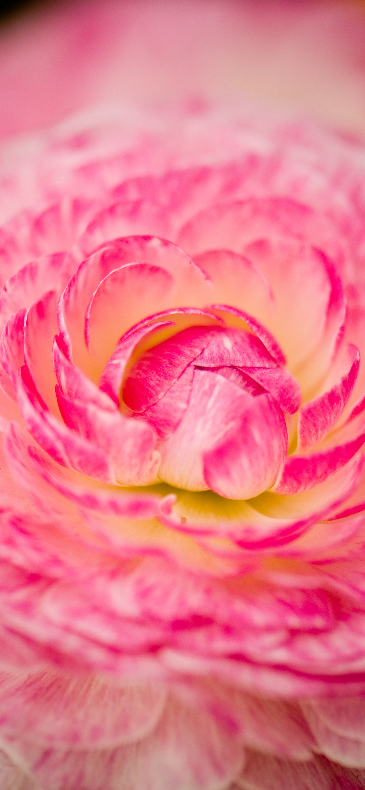 粉红色, 玫瑰花园, 玫瑰家庭, 波斯毛cup, 菌群 壁纸 1242x2688 允许