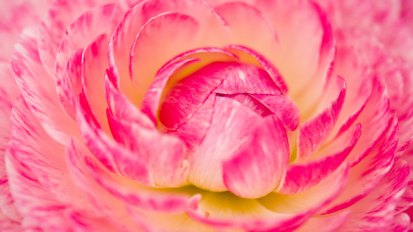 Pink and Yellow Flower in Macro Photography. Wallpaper in 1366x768 Resolution