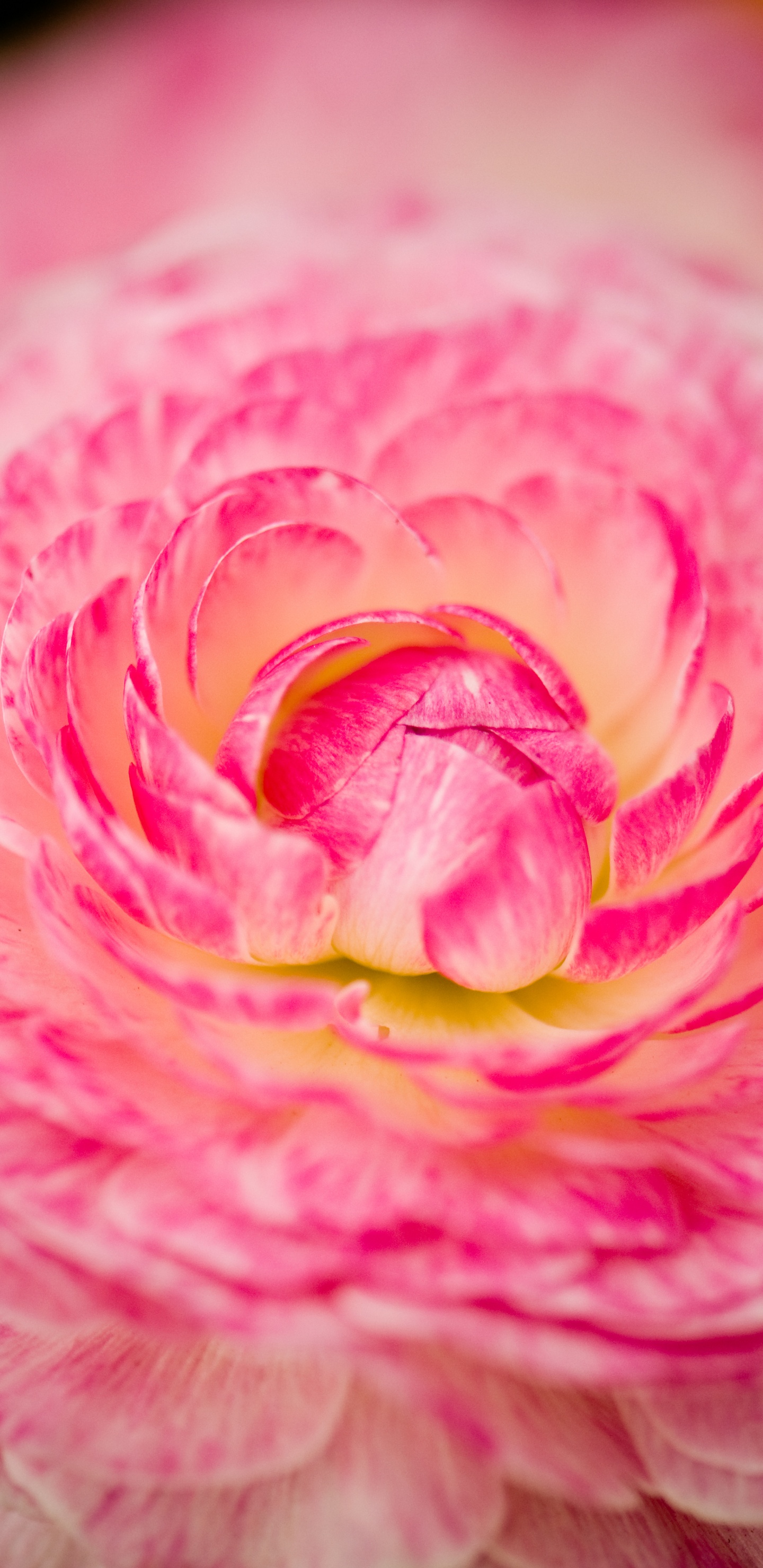 Fleur Rose et Jaune en Macrophotographie. Wallpaper in 1440x2960 Resolution