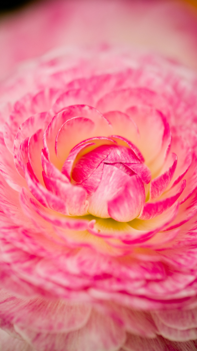 Fleur Rose et Jaune en Macrophotographie. Wallpaper in 750x1334 Resolution