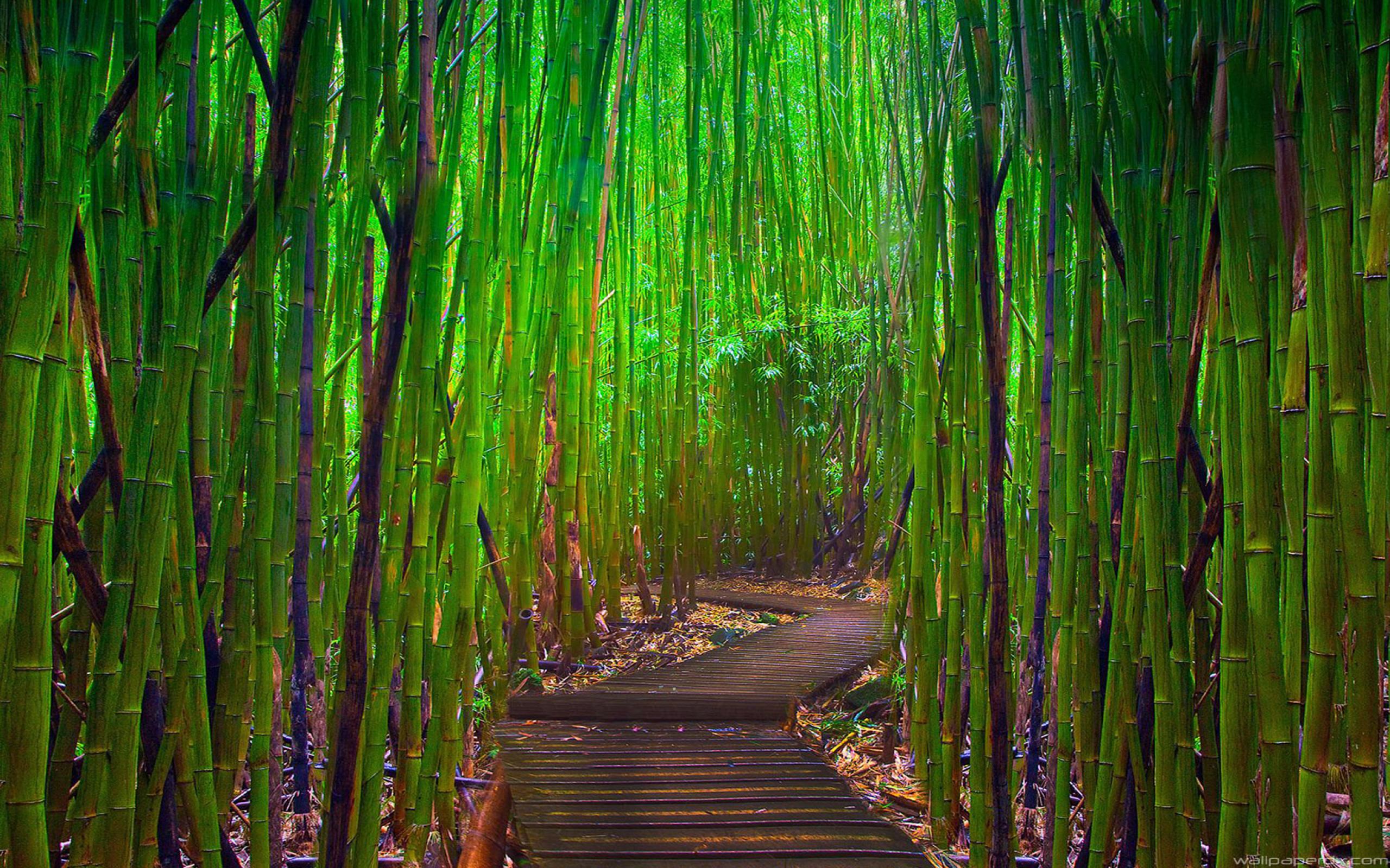 Fondos de Pantalla Bambú, Imágenes HD Bambú, Descargar Imágenes Gratis