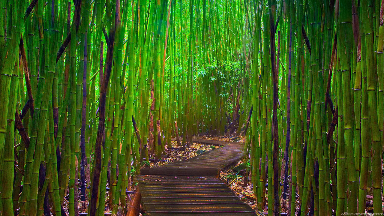 Brown Wooden Pathway in Between Bamboo Trees. Wallpaper in 1280x720 Resolution