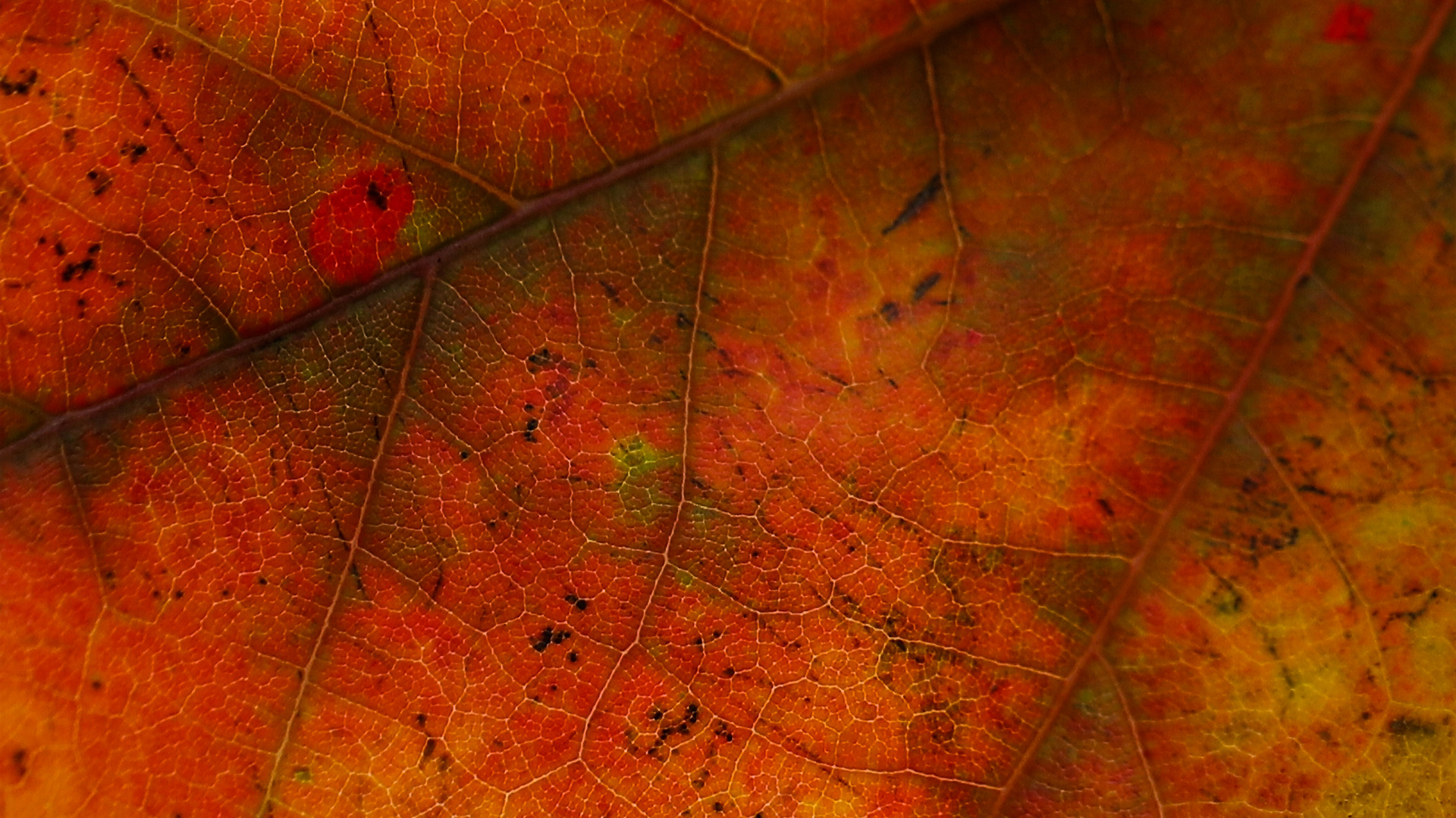 Blatt, Orange, Baum, Gelb, Herbst. Wallpaper in 1920x1080 Resolution