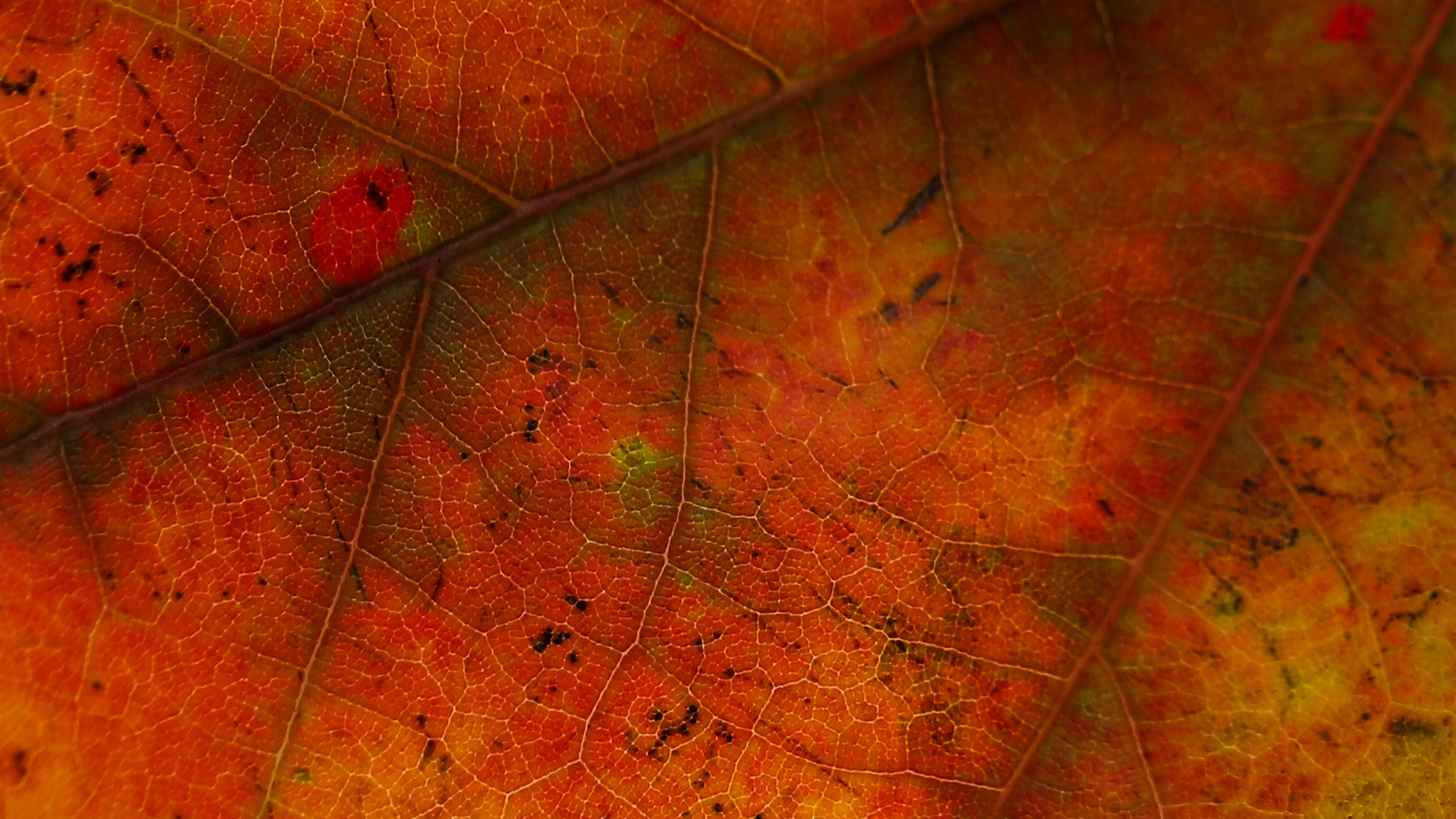 Blatt, Orange, Baum, Gelb, Herbst. Wallpaper in 2560x1440 Resolution