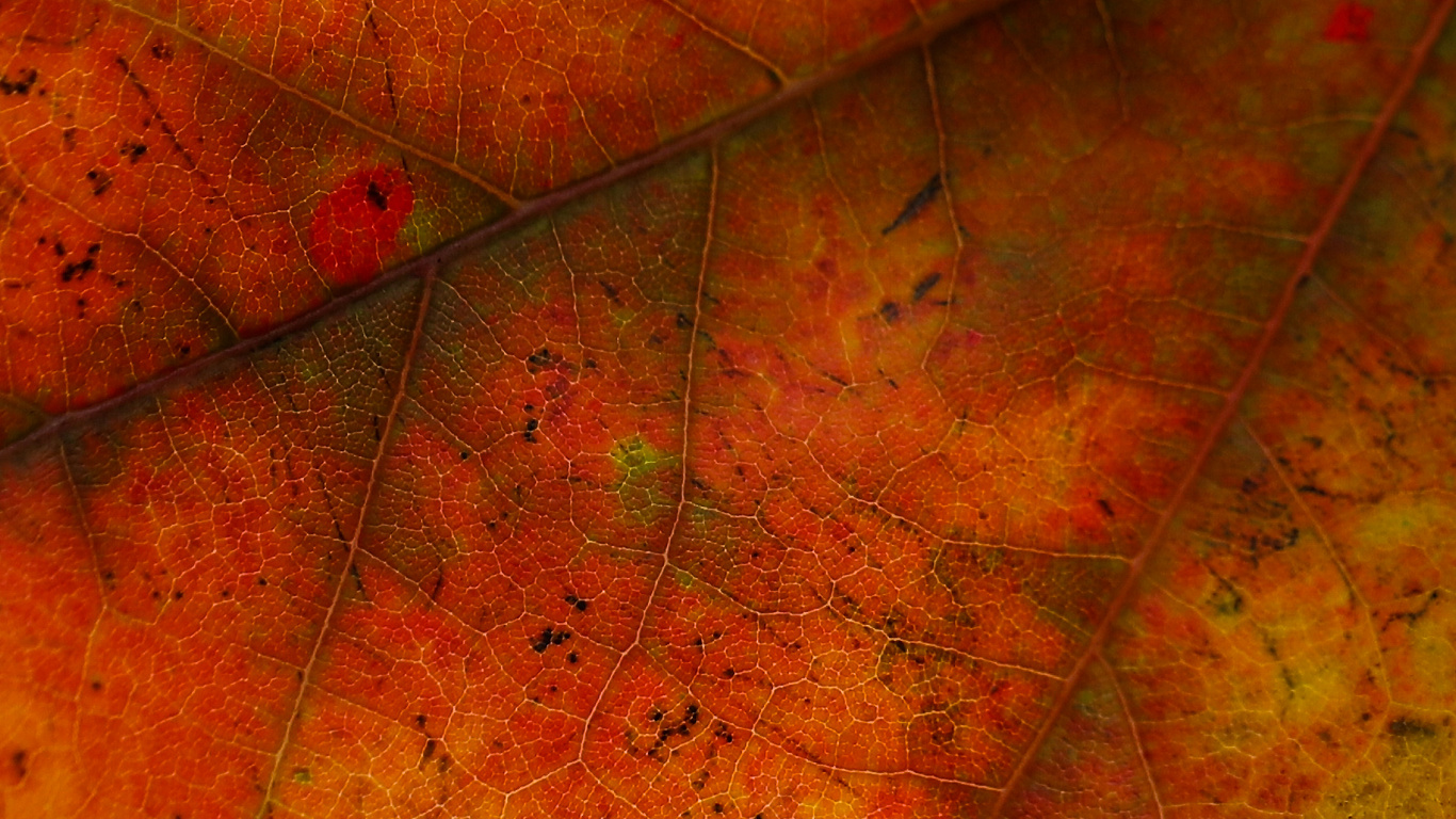 Feuille, Red, Orange, Jaune, la Feuille D'érable. Wallpaper in 1366x768 Resolution