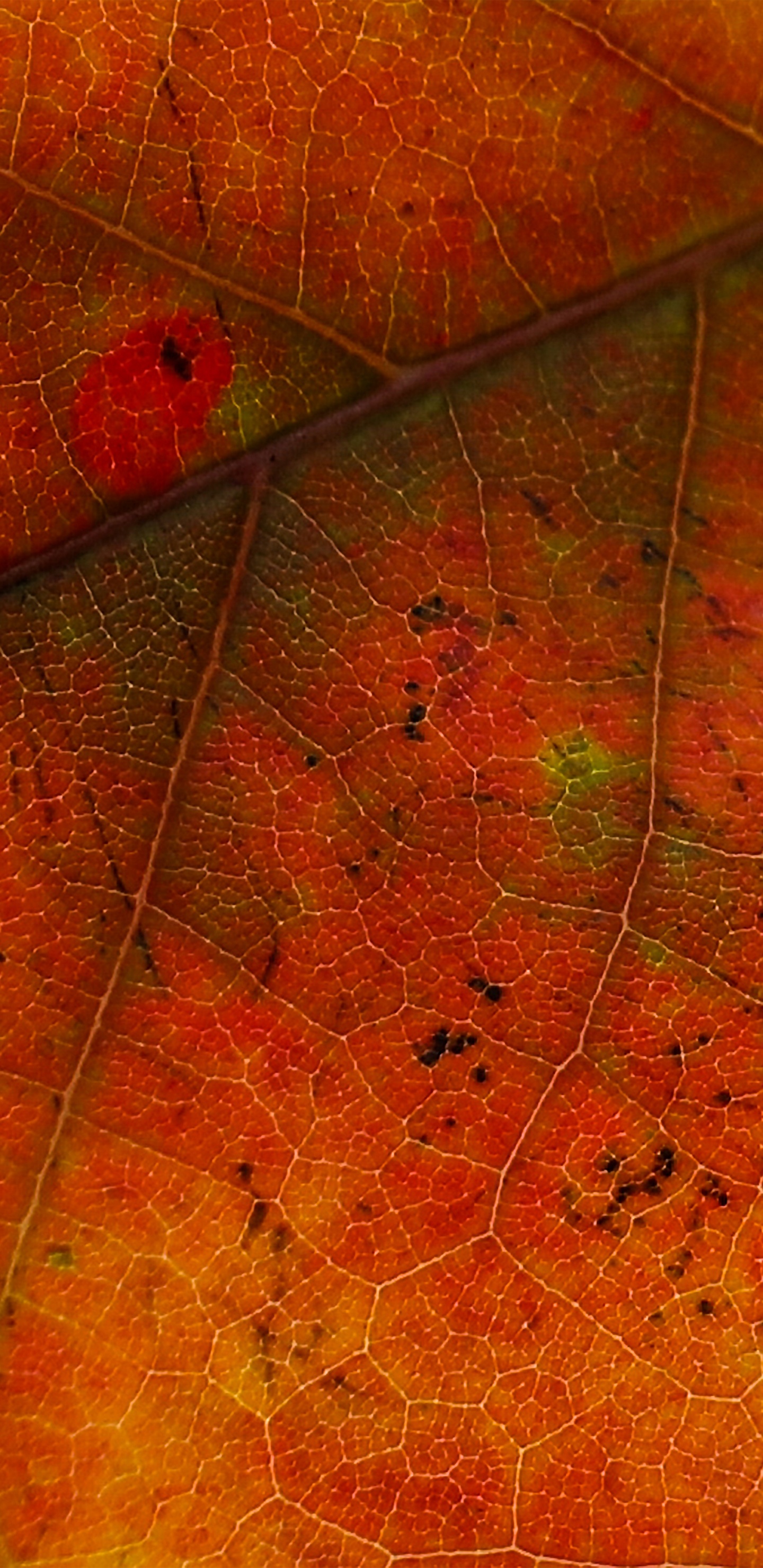Feuille, Red, Orange, Jaune, la Feuille D'érable. Wallpaper in 1440x2960 Resolution