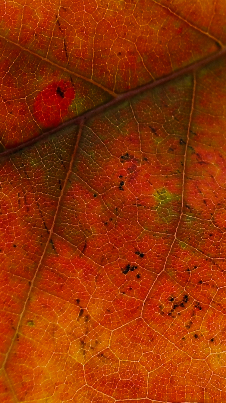 Feuille, Red, Orange, Jaune, la Feuille D'érable. Wallpaper in 750x1334 Resolution