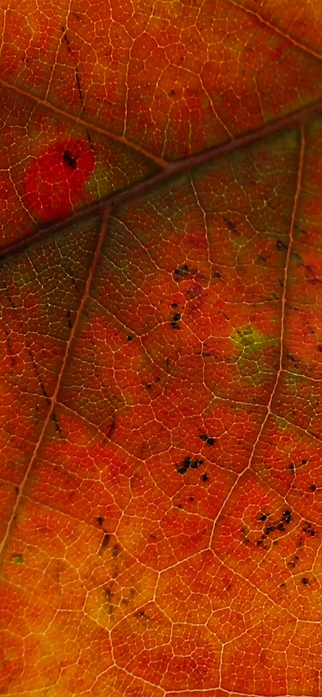 Rojo, Naranja, Amarillo, la Hoja de Arce, 2880 x 1800. Wallpaper in 1242x2688 Resolution