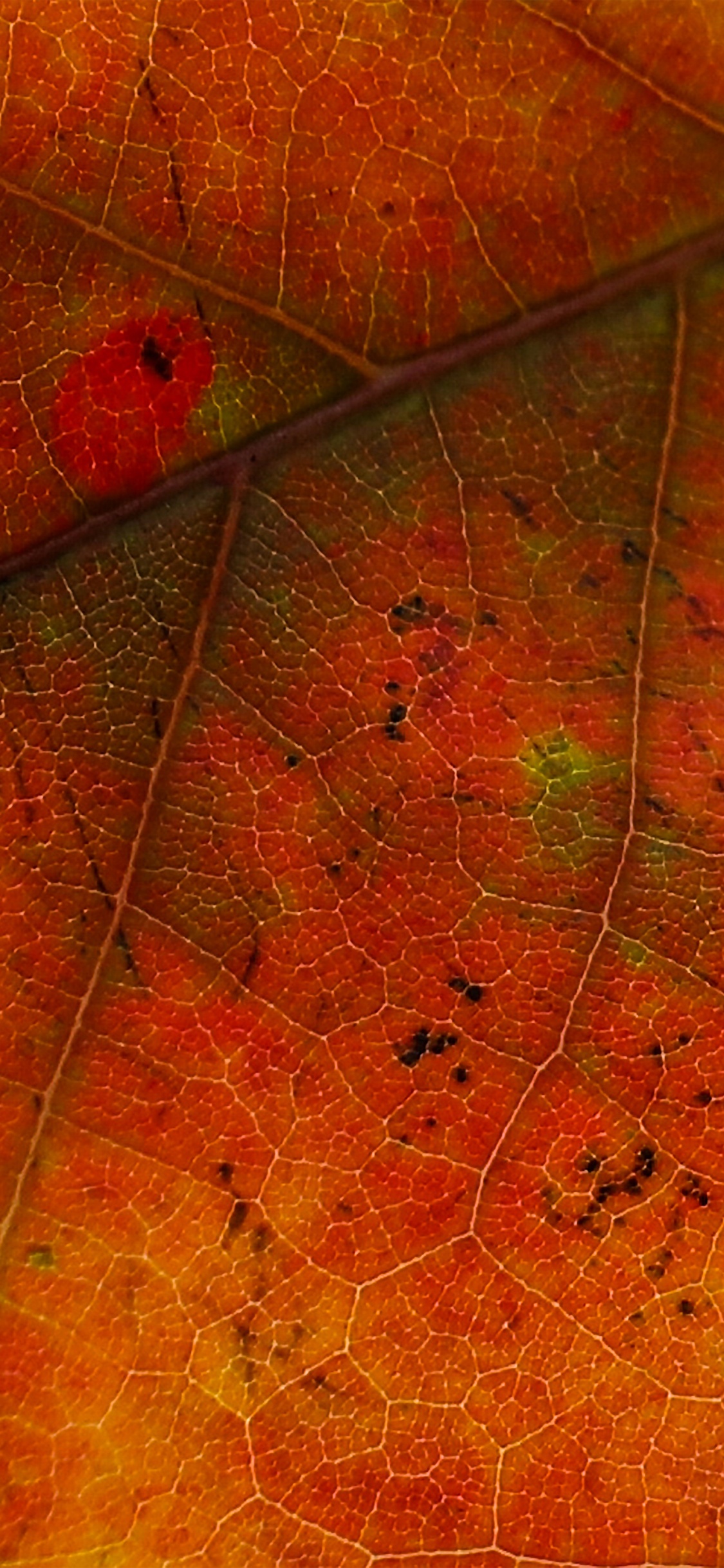 Download 1125x2436 Wallpaper Leaf, Red, Orange, Tree, Yellow Leaf, Red, Orange, Tree, Yellow. Wallpaper in 1125x2436 Resolution